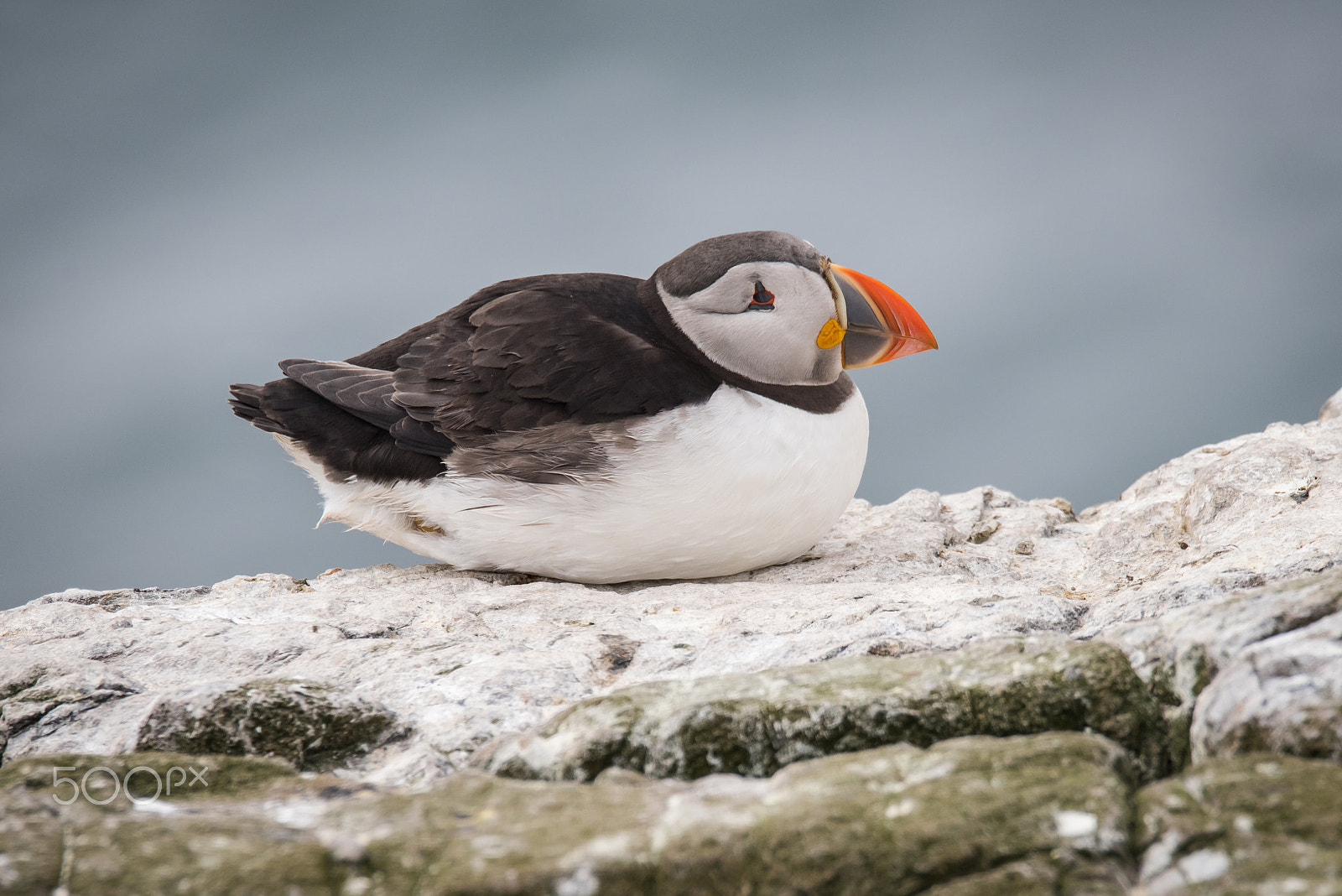 Sigma 150-600mm F5-6.3 DG OS HSM | S sample photo. Puffin photography