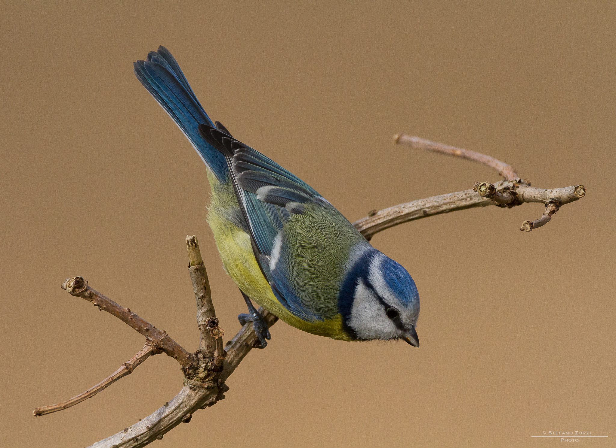 Sigma 150-600mm F5-6.3 DG OS HSM | C sample photo. Cinciarella  cyanistes caeruleus photography