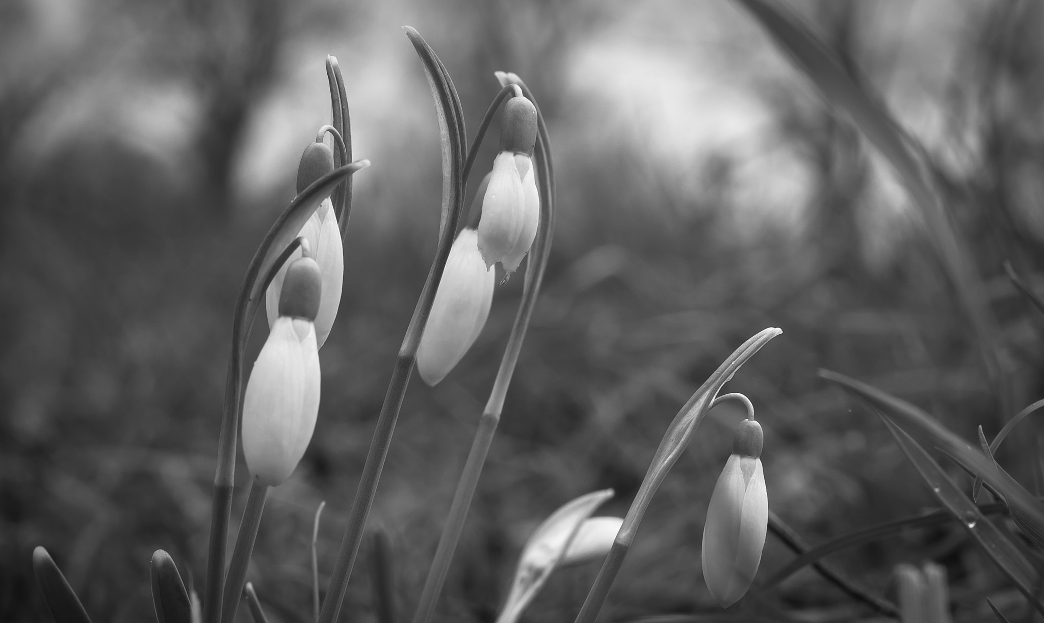 Nikon D3200 + Nikon AF-S Nikkor 50mm F1.4G sample photo. First ones snowdrops photography