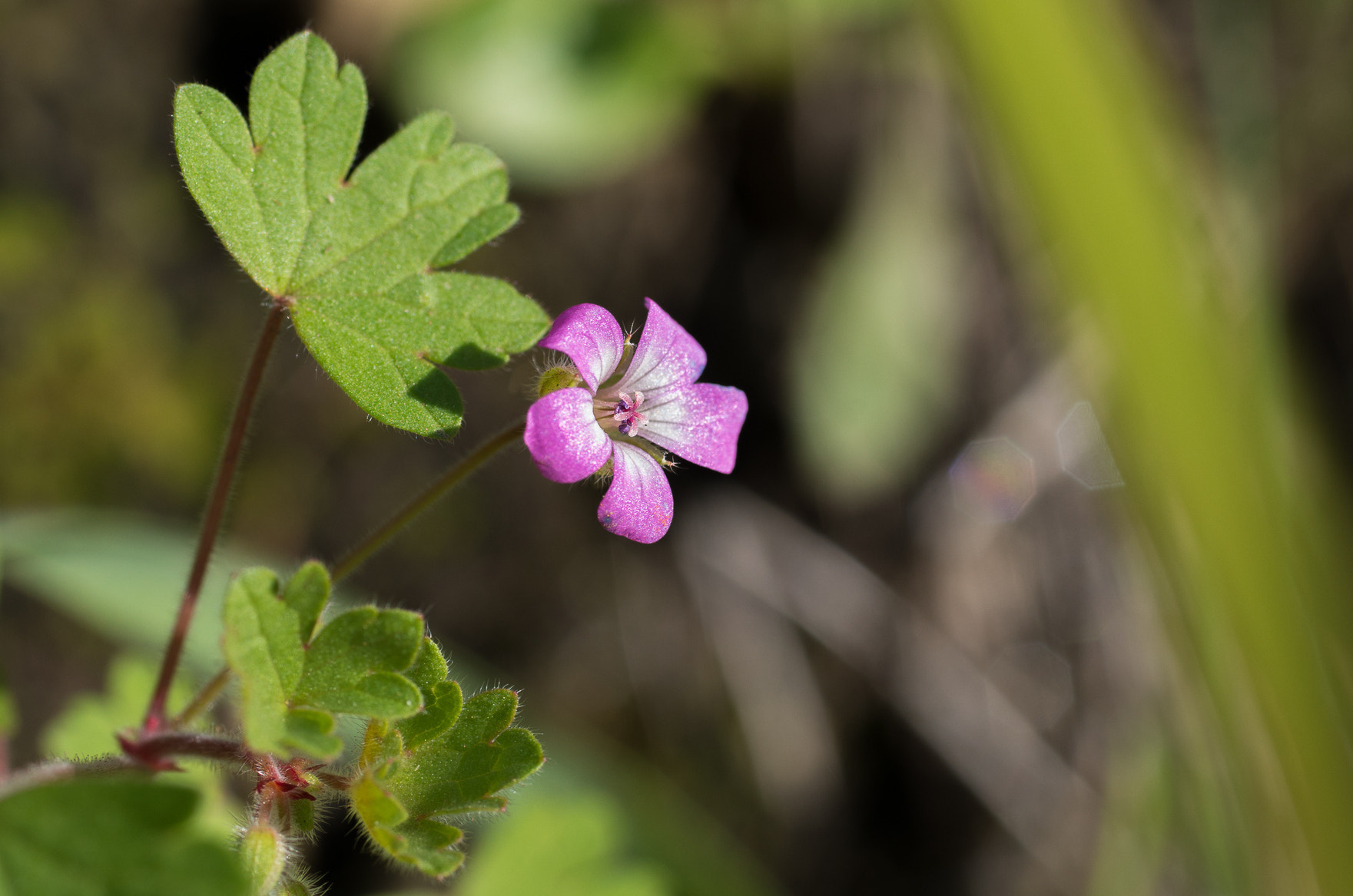 Pentax smc D-FA 50mm F2.8 Macro sample photo. Geranium robertianum, erba cimicina photography