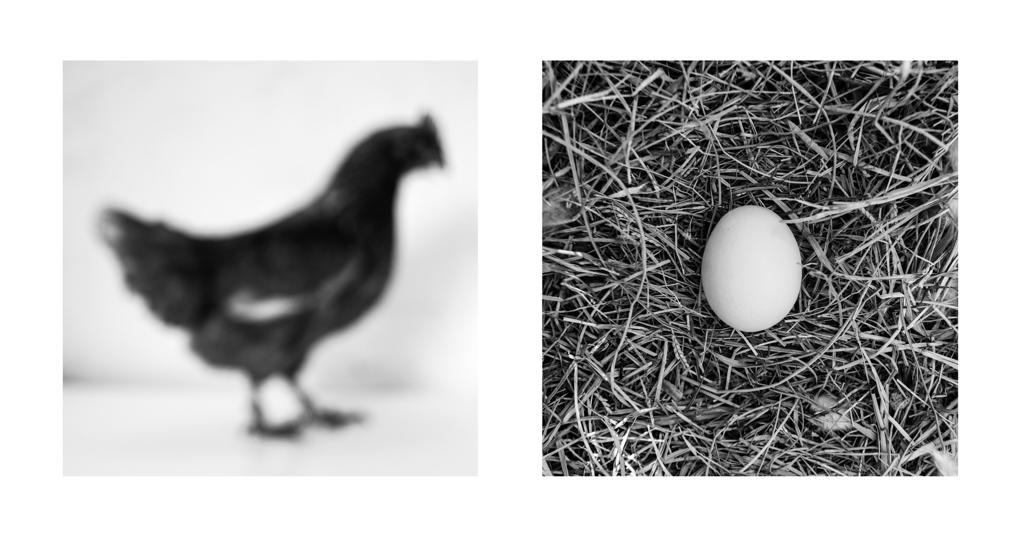 Olympus PEN-F + Olympus M.Zuiko Digital 17mm F1.8 sample photo. "portrait of an hen" (diptych) photography