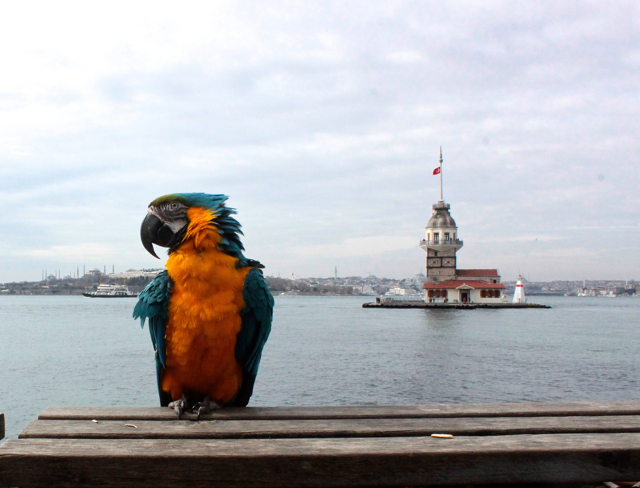 Canon EOS 500D (EOS Rebel T1i / EOS Kiss X3) sample photo. Parrot and tower photography