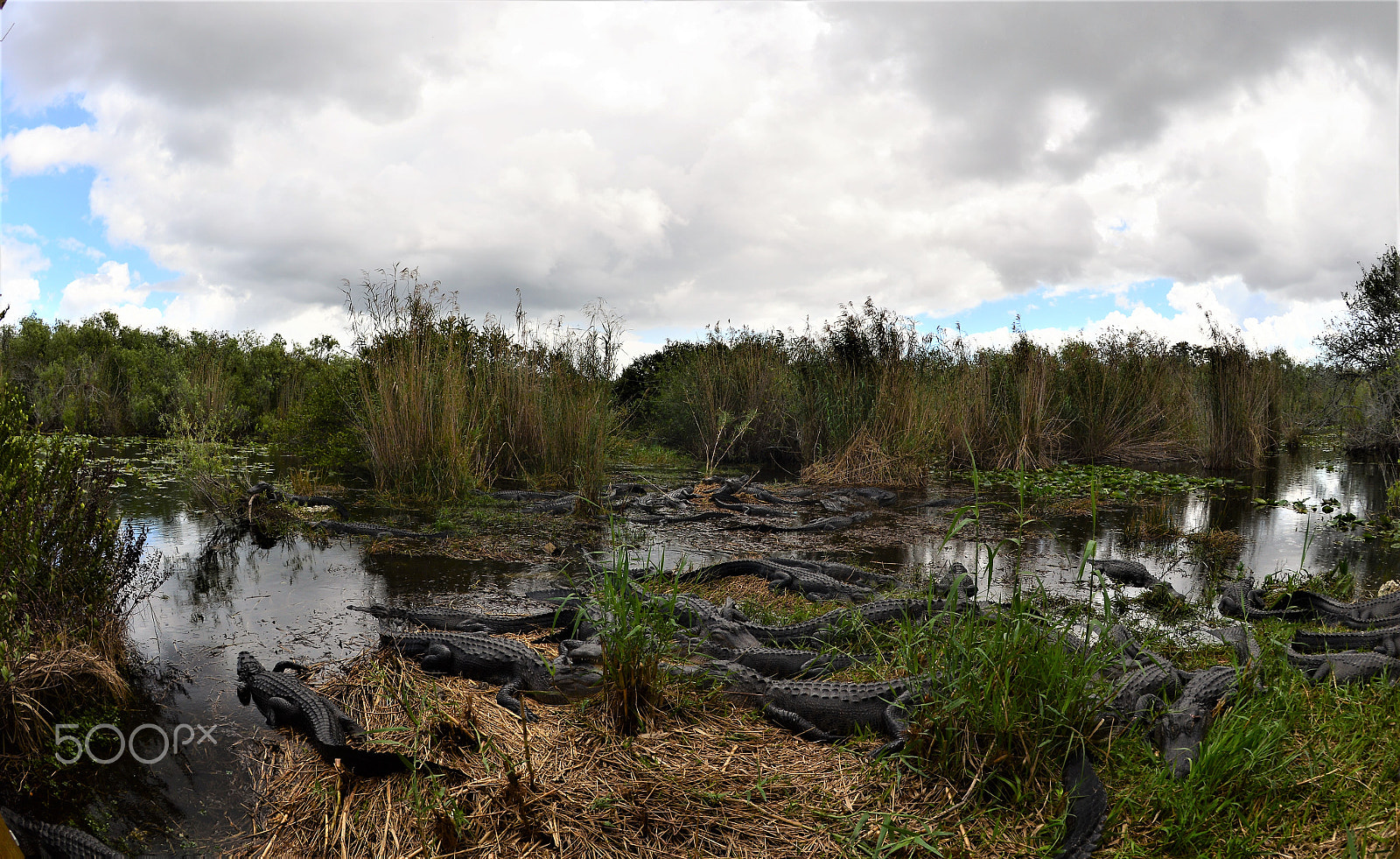 Nikon Df sample photo. Everglade national park 3 photography