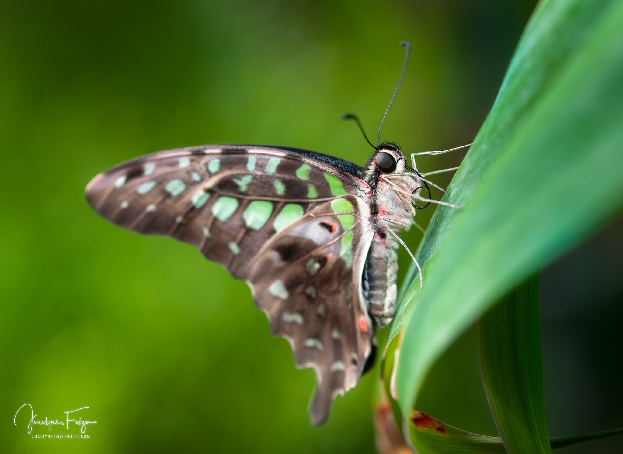 Nikon AF-S Micro-Nikkor 105mm F2.8G IF-ED VR sample photo. Porte-queue geai photography