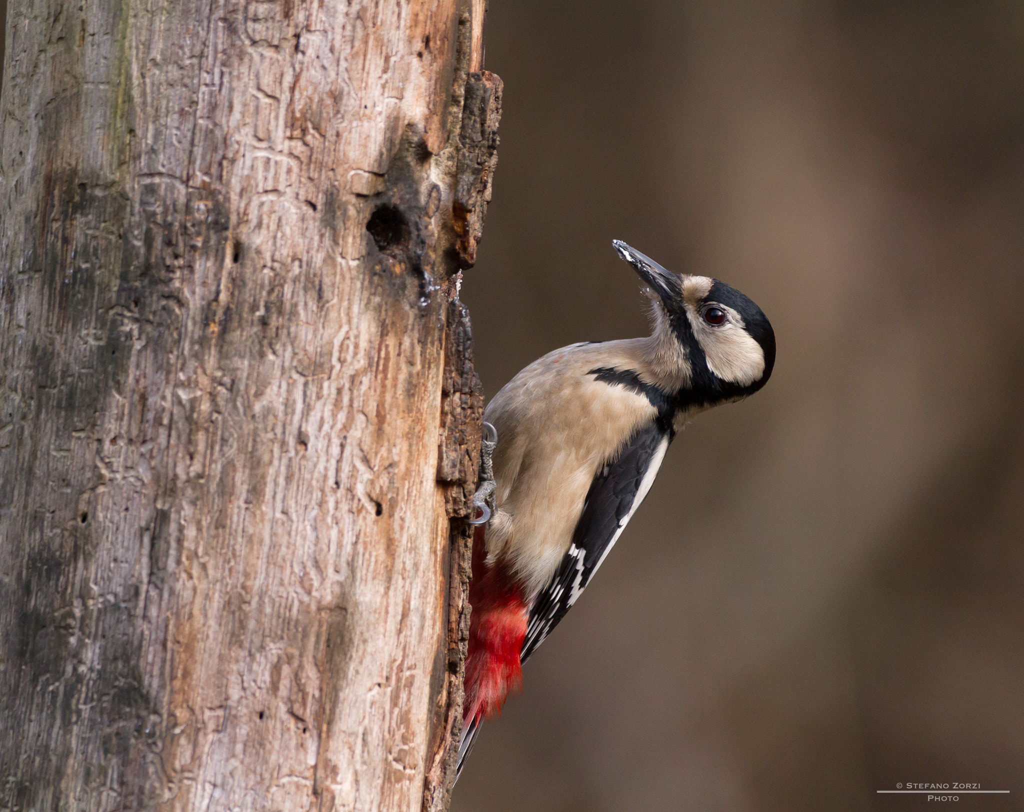 Canon EOS 7D + Sigma 150-600mm F5-6.3 DG OS HSM | C sample photo. Woody woodpecker photography