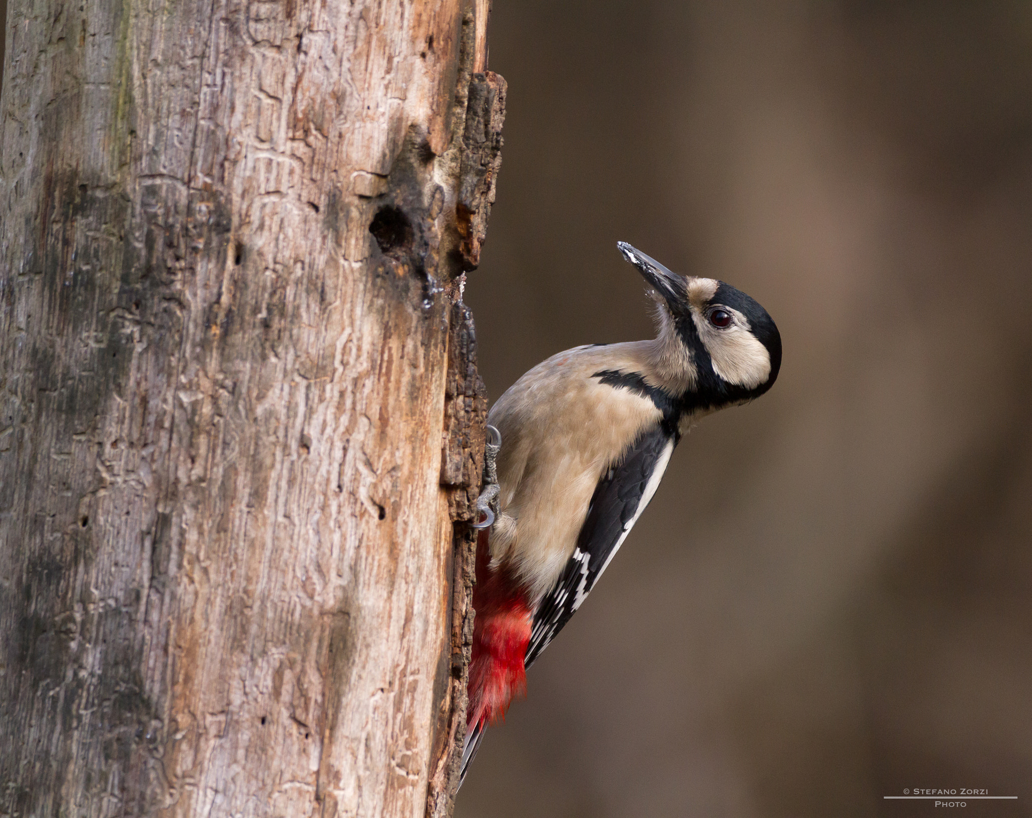 Sigma 150-600mm F5-6.3 DG OS HSM | C sample photo. Woody woodpecker photography