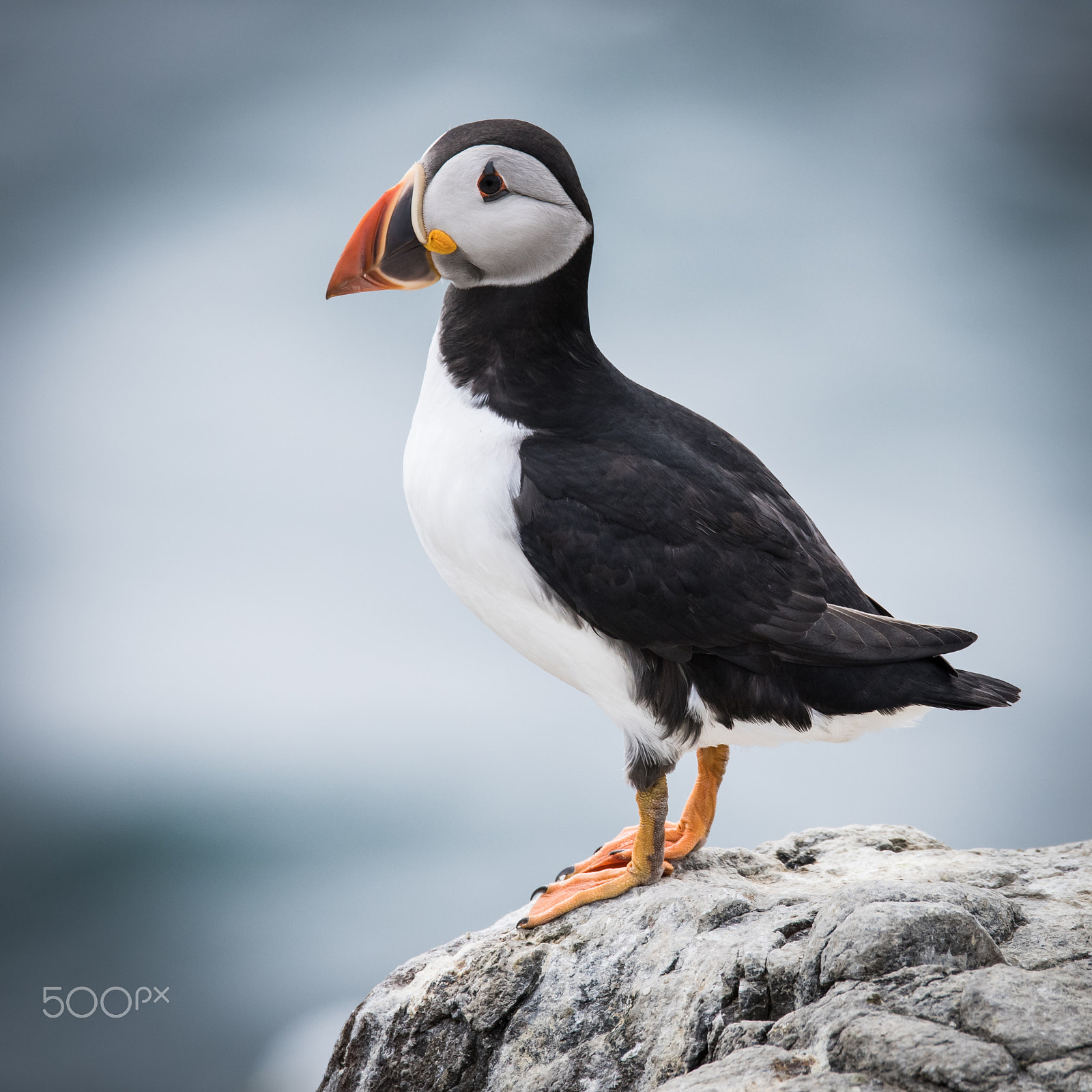 Sigma 150-600mm F5-6.3 DG OS HSM | S sample photo. Puffin at inner farne photography