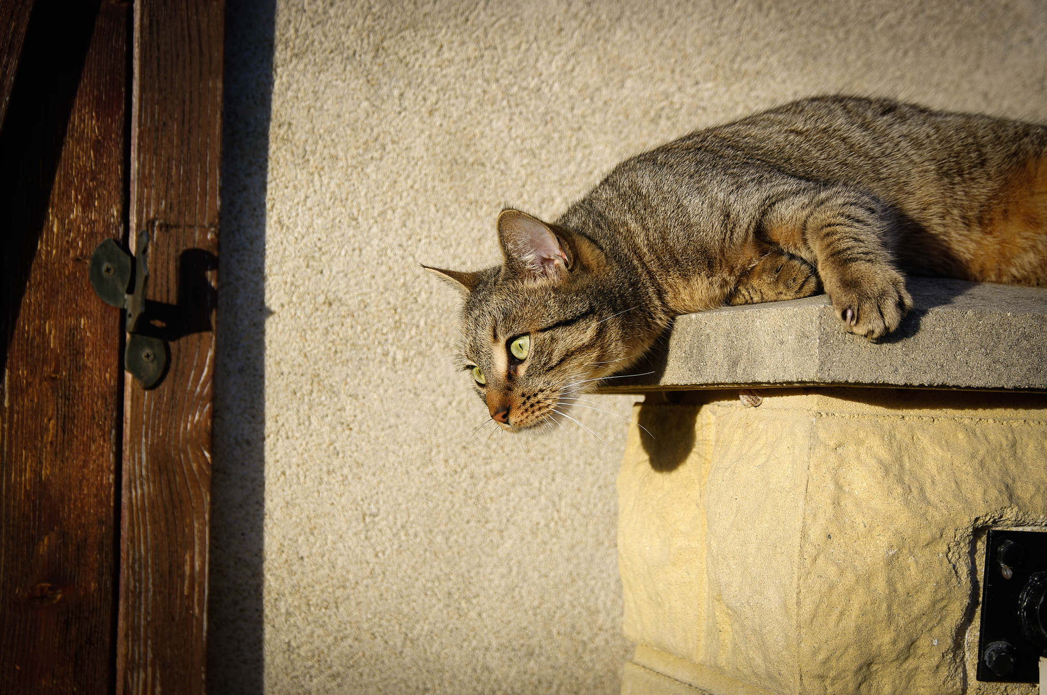 Pentax smc DA* 16-50mm F2.8 ED AL (IF) SDM sample photo. Predator photography