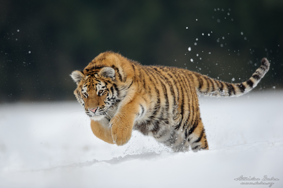 Nikon AF-S Nikkor 400mm F2.8G ED VR II sample photo. Siberian tiger photography
