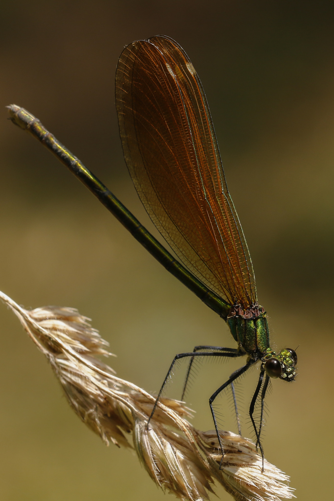 Sigma 150mm f/2.8 EX DG OS HSM APO Macro sample photo. Dragonfly photography