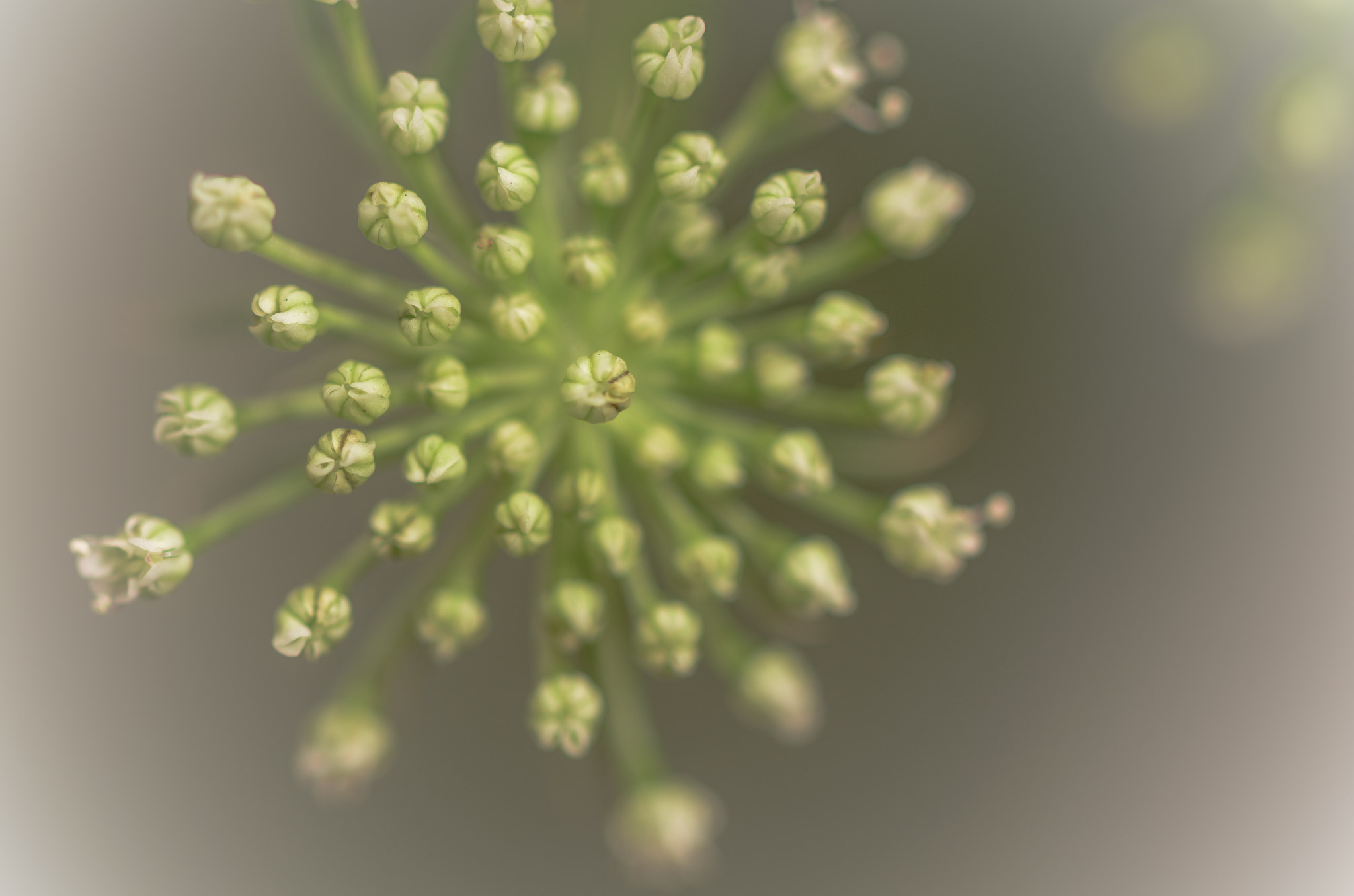 Sigma 105mm F2.8 EX DG OS HSM sample photo. All together now photography