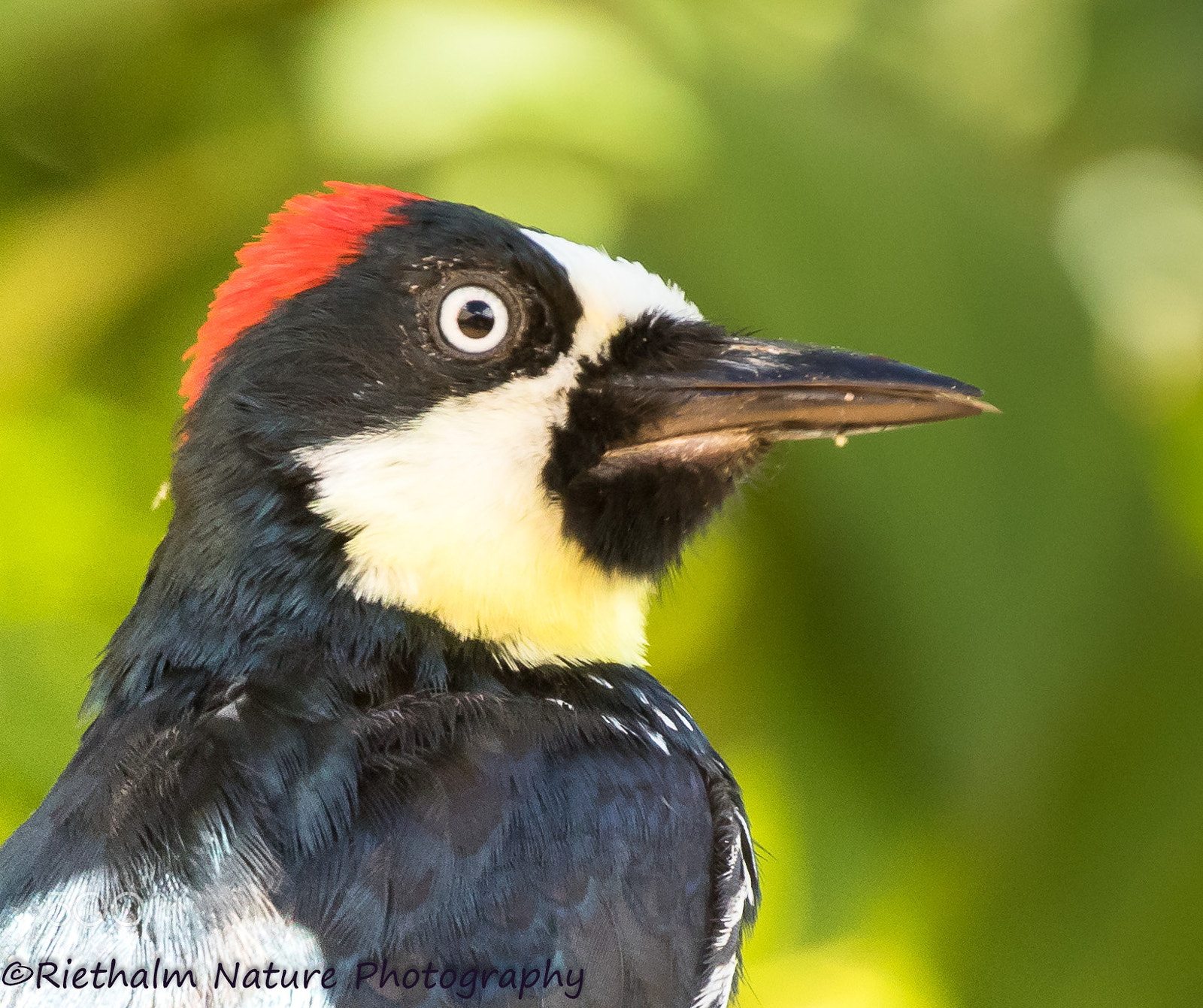 Canon EF 70-200mm F4L USM sample photo. Acorn woodpecker photography