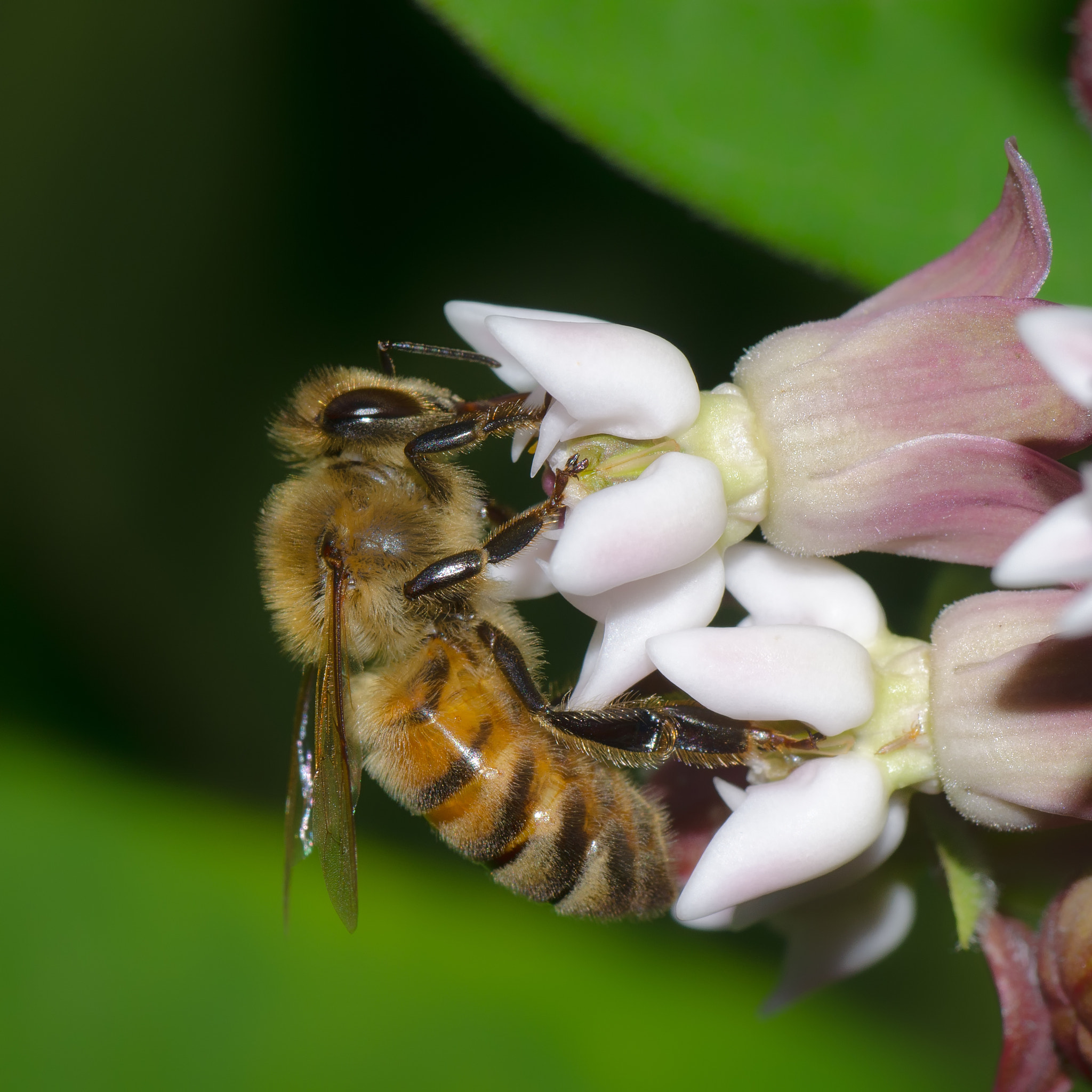 Nikon D5100 sample photo. Milkweed and honey bee photography