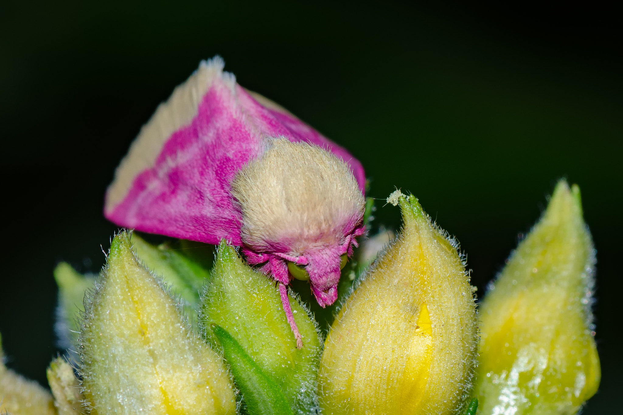 Nikon D5100 sample photo. Subtlety - primrose moth photography