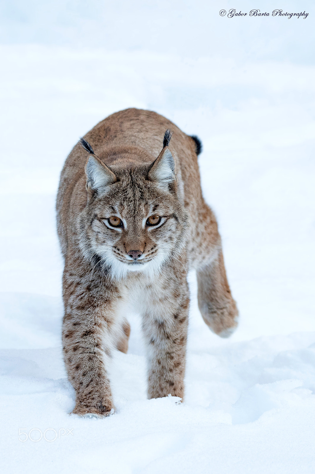 Sigma 150-600mm F5-6.3 DG OS HSM | C sample photo. Snowpaw photography