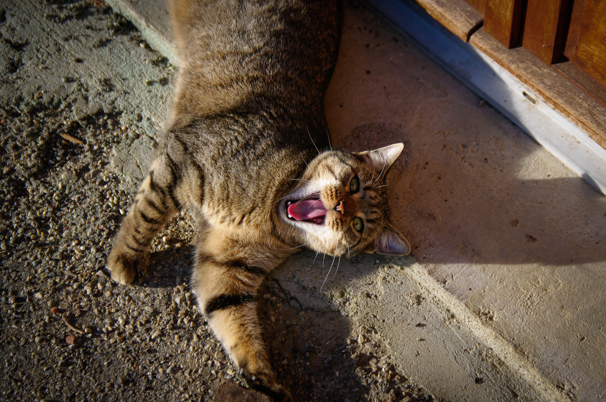 Pentax smc DA* 16-50mm F2.8 ED AL (IF) SDM sample photo. Laughter photography