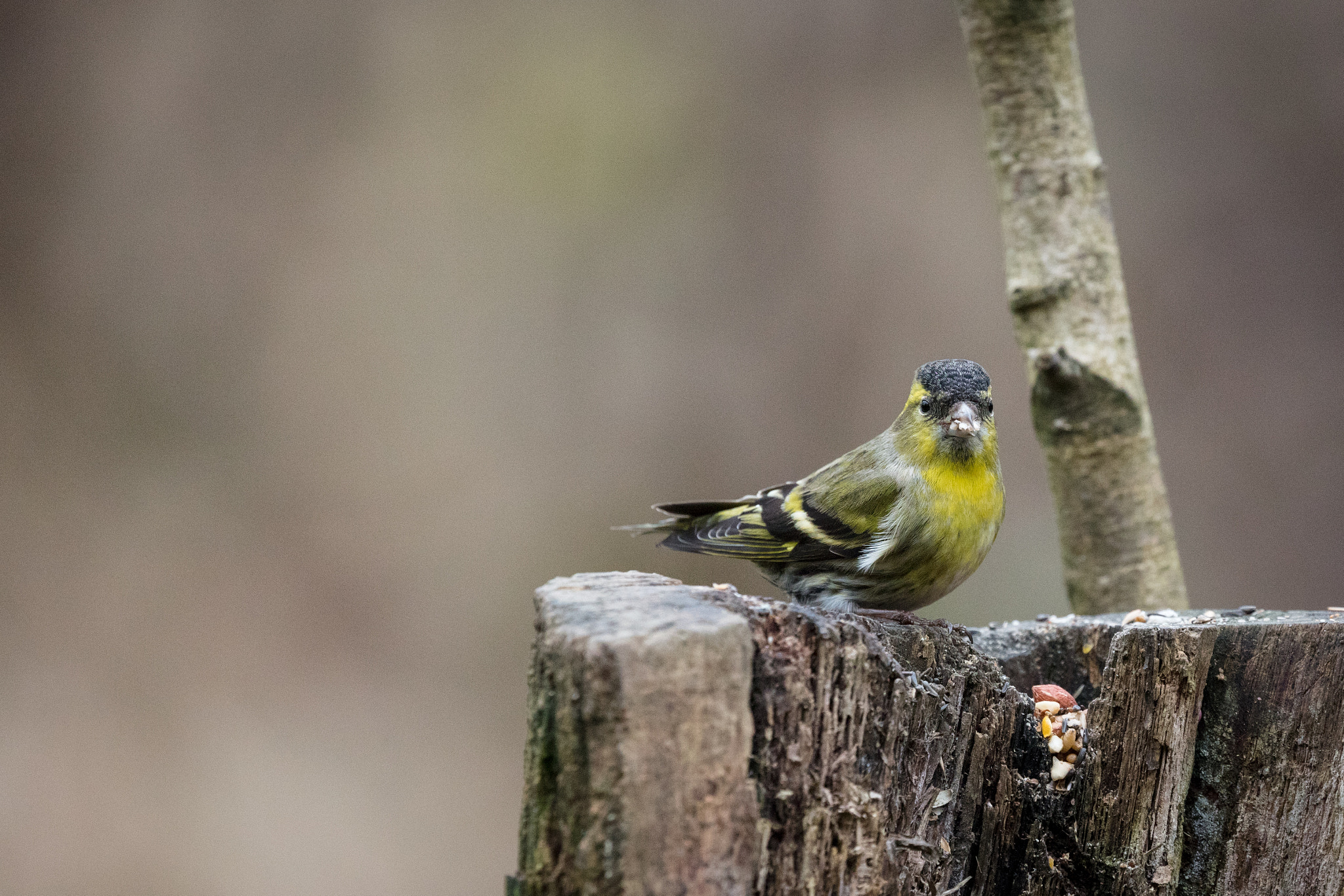 Canon EOS 5DS R + Canon EF 100-400mm F4.5-5.6L IS II USM sample photo. Siskin photography