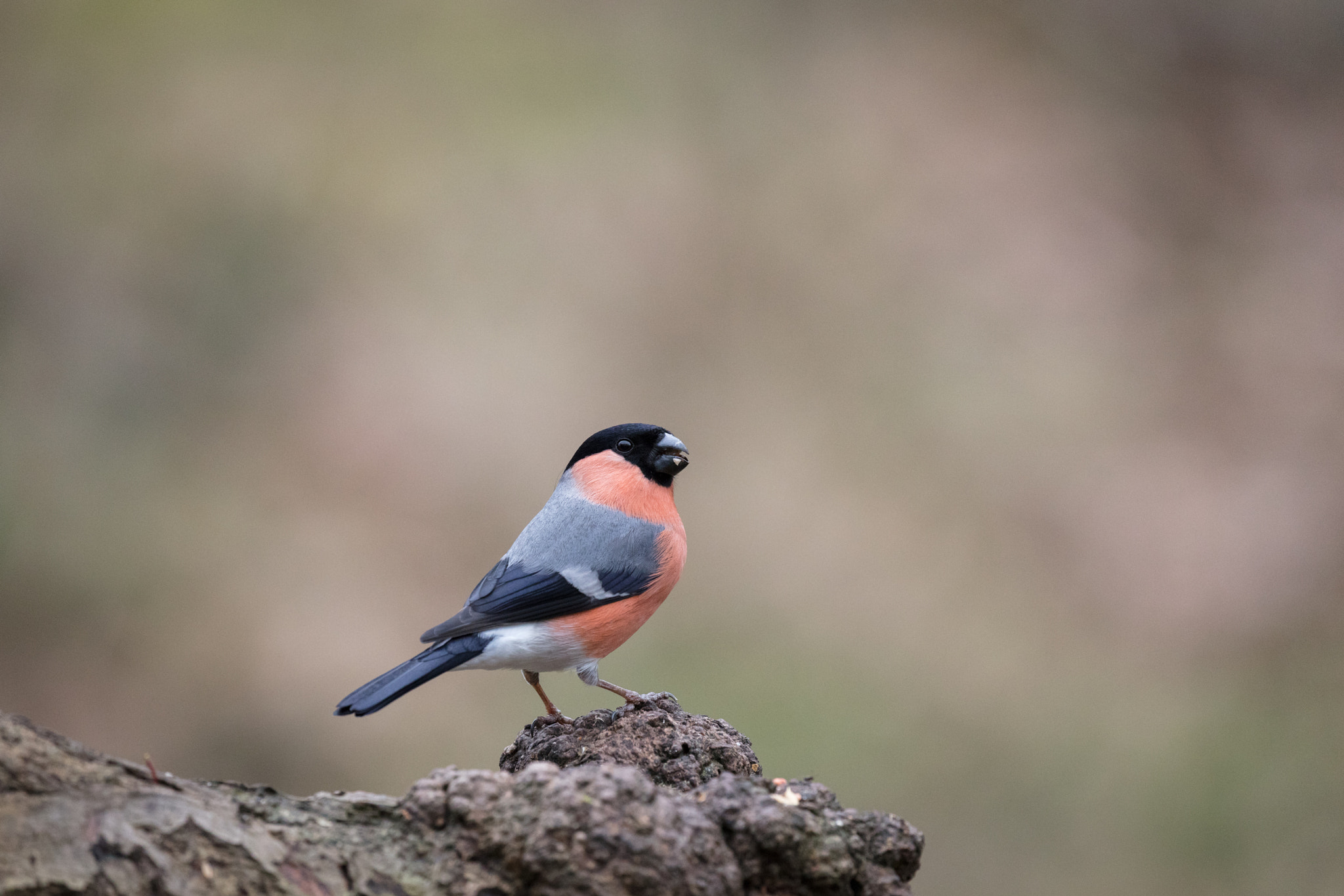 Canon EOS 5DS R + Canon EF 100-400mm F4.5-5.6L IS II USM sample photo. Bullfinch #1 photography