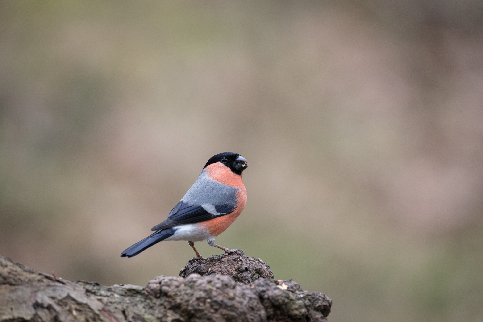 Canon EOS 5DS R sample photo. Bullfinch #1 photography