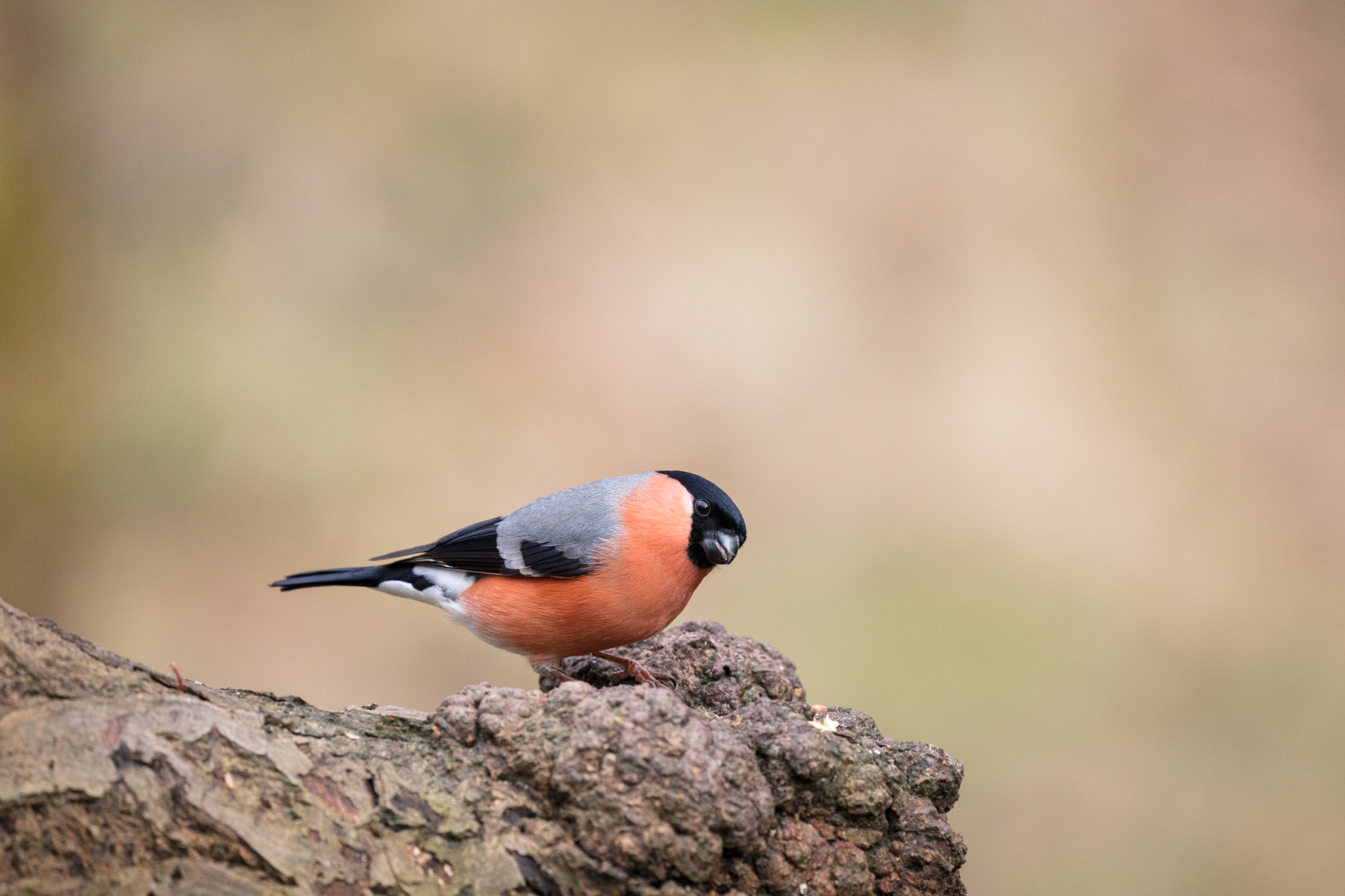 Canon EOS 5DS R + Canon EF 100-400mm F4.5-5.6L IS II USM sample photo. Bullfinch #2 photography