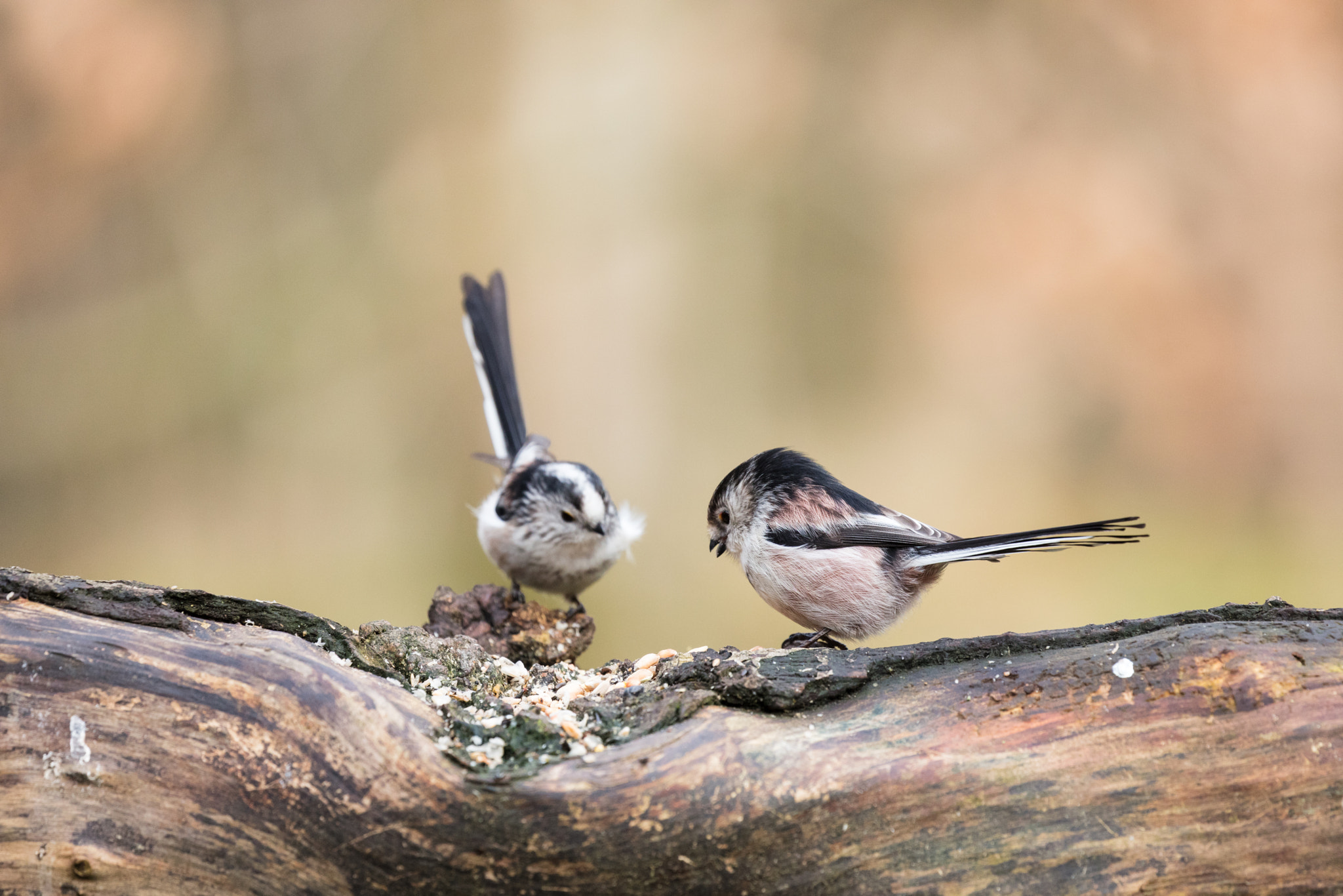 Canon EOS 5DS R + Canon EF 100-400mm F4.5-5.6L IS II USM sample photo. Long tailed tits photography