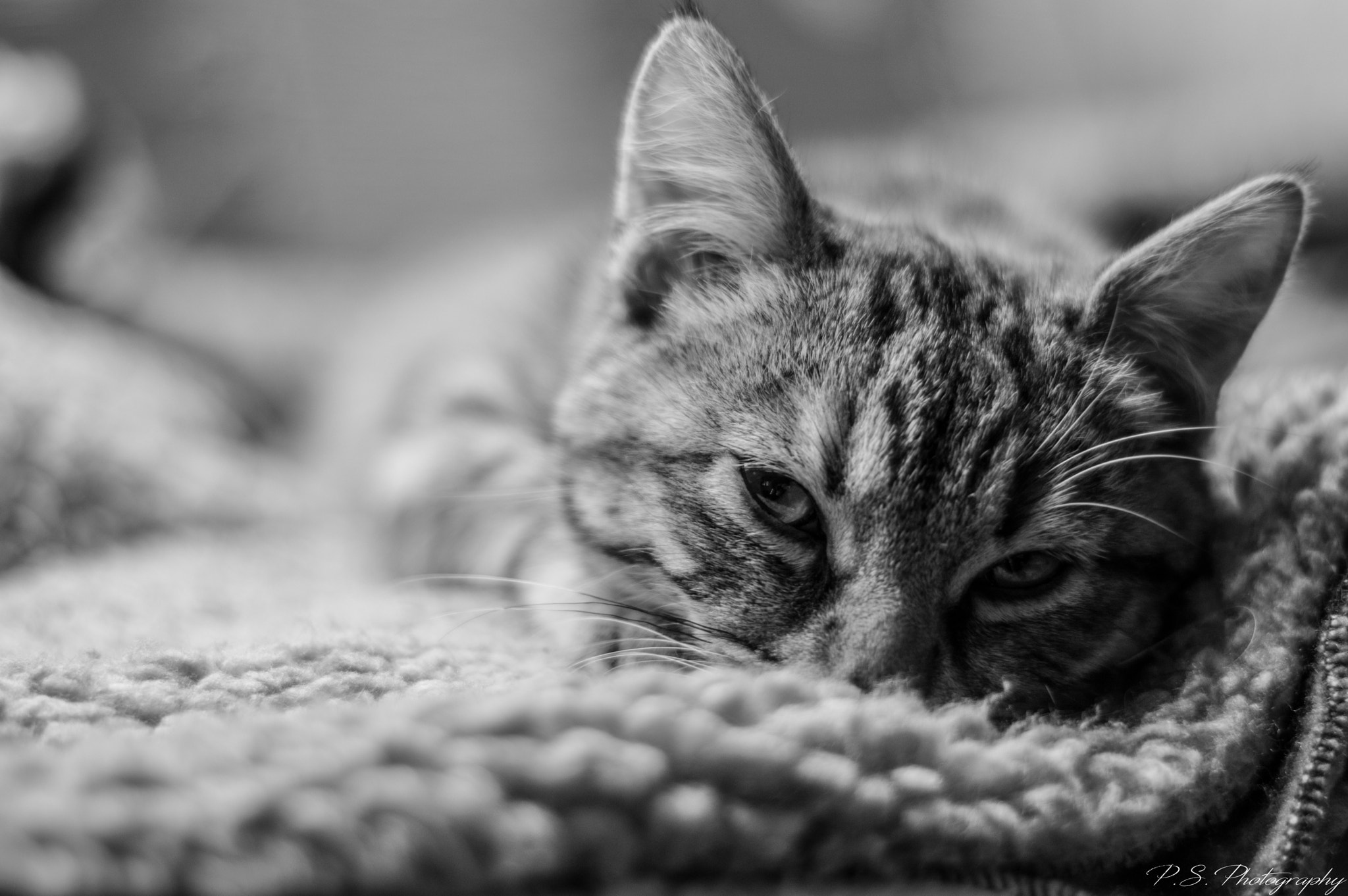 Nikon D3200 sample photo. B&w cat photography