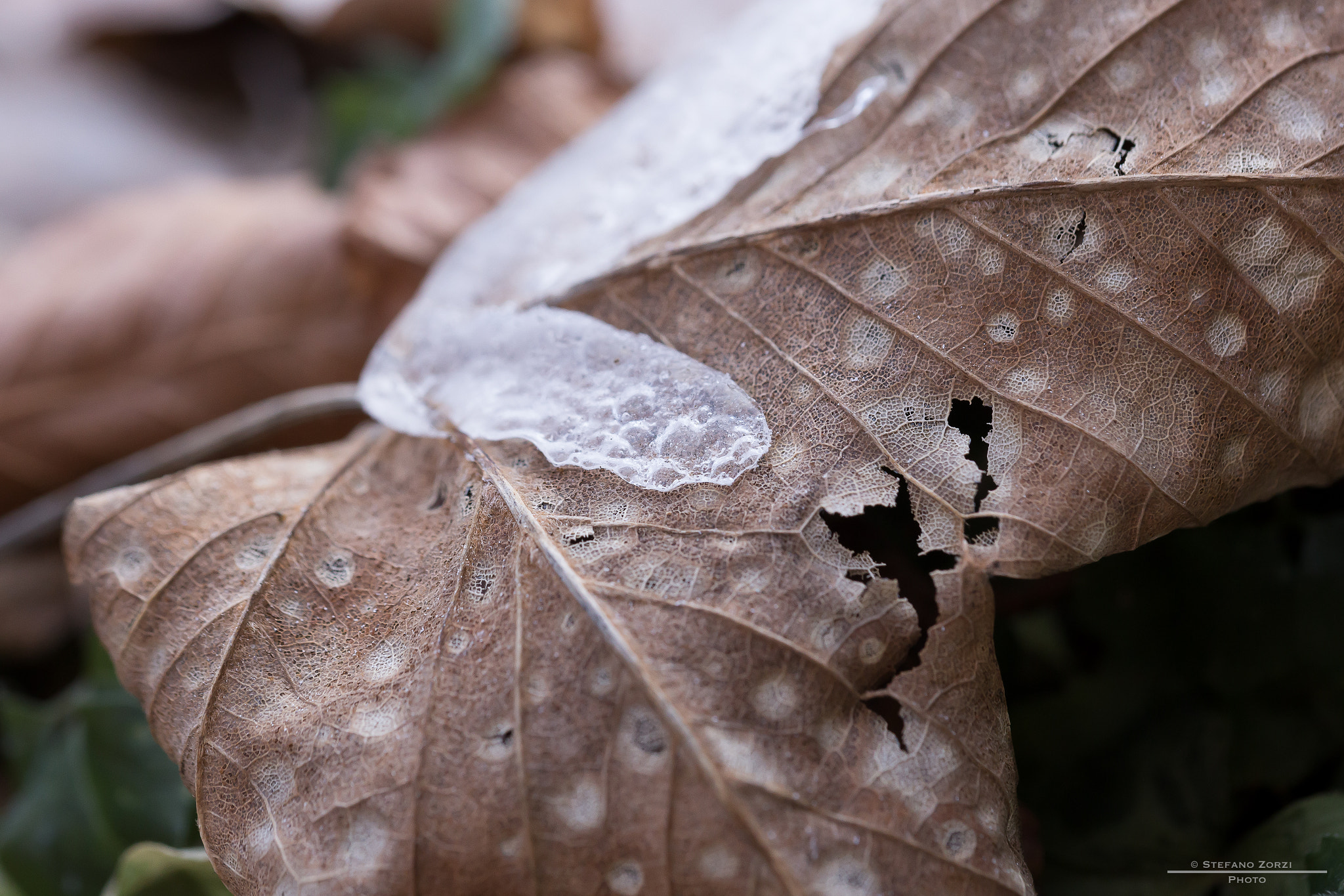 Canon EOS 6D sample photo. Dry leaves photography