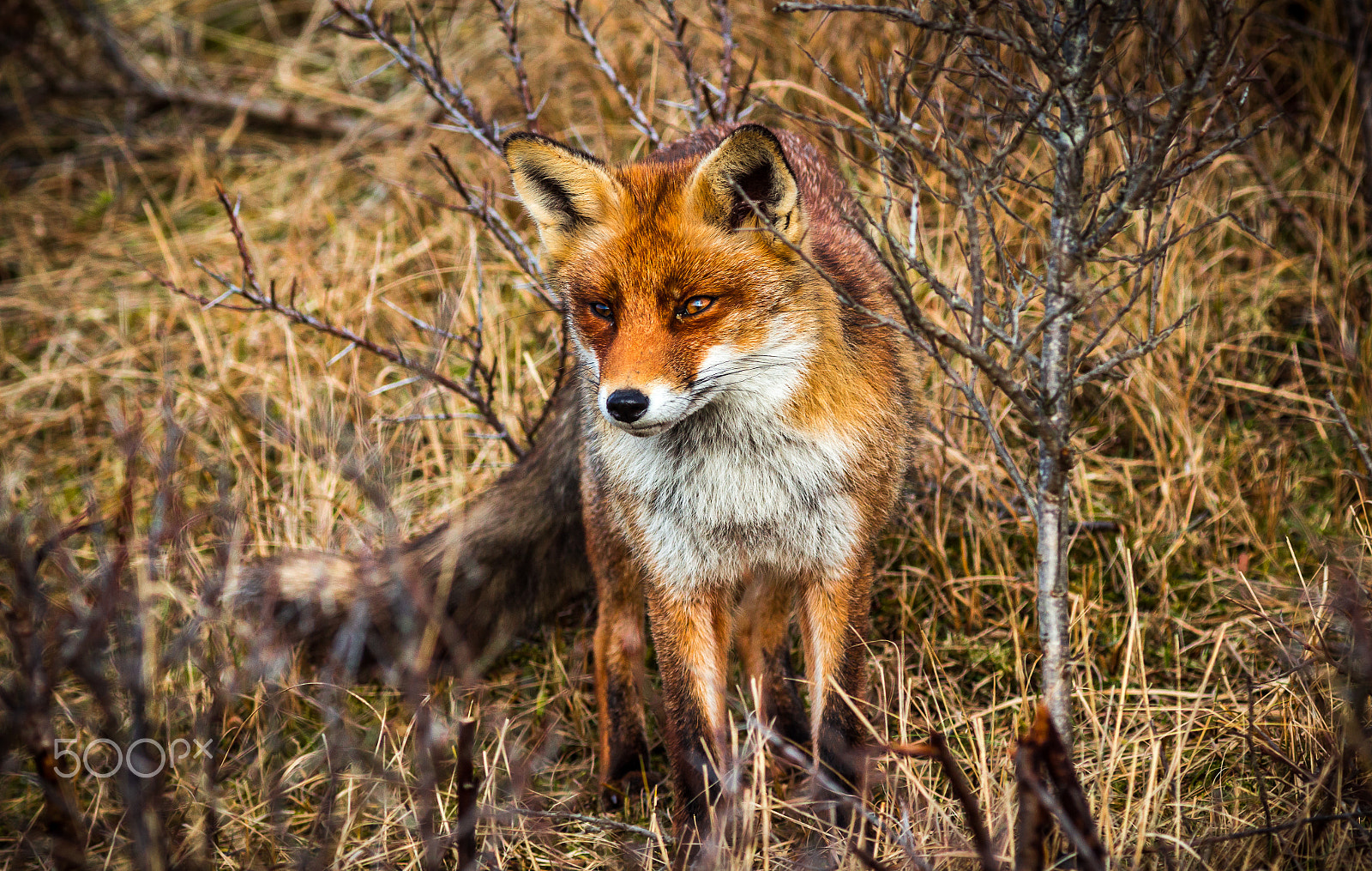 Canon EF 300mm F4L IS USM sample photo. Fox photography