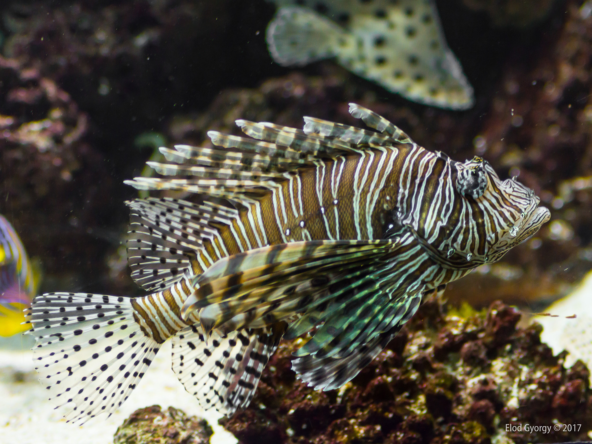 Nikon D3200 sample photo. Fish photography