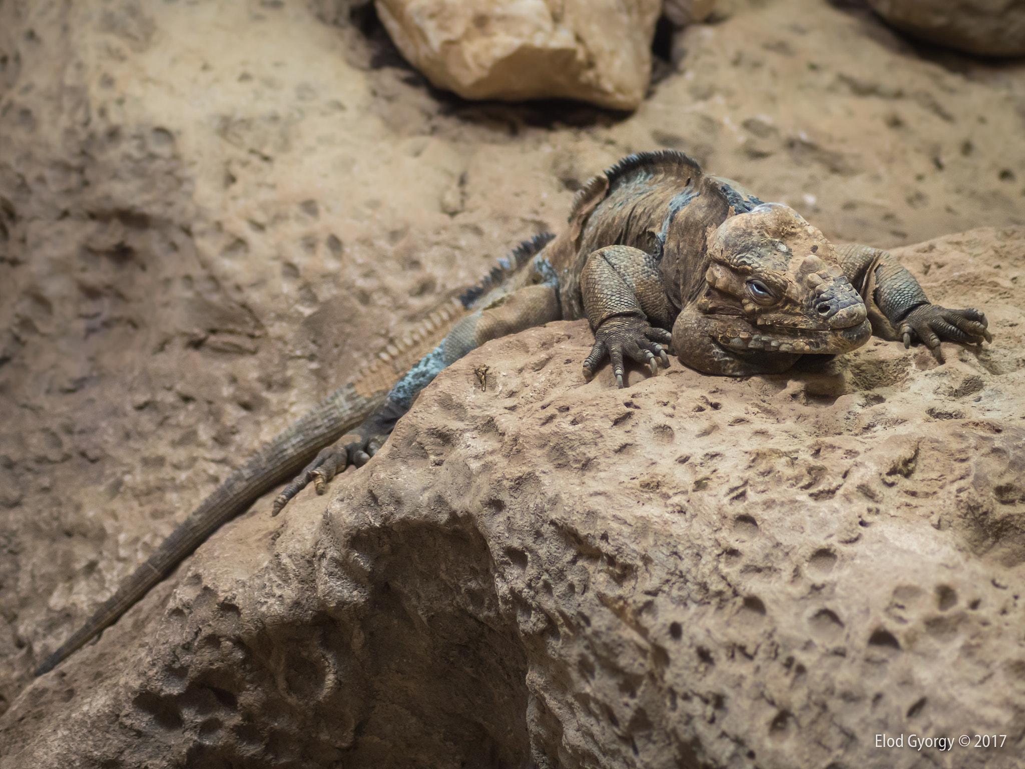 Nikon D3200 sample photo. Pseudo-dino photography