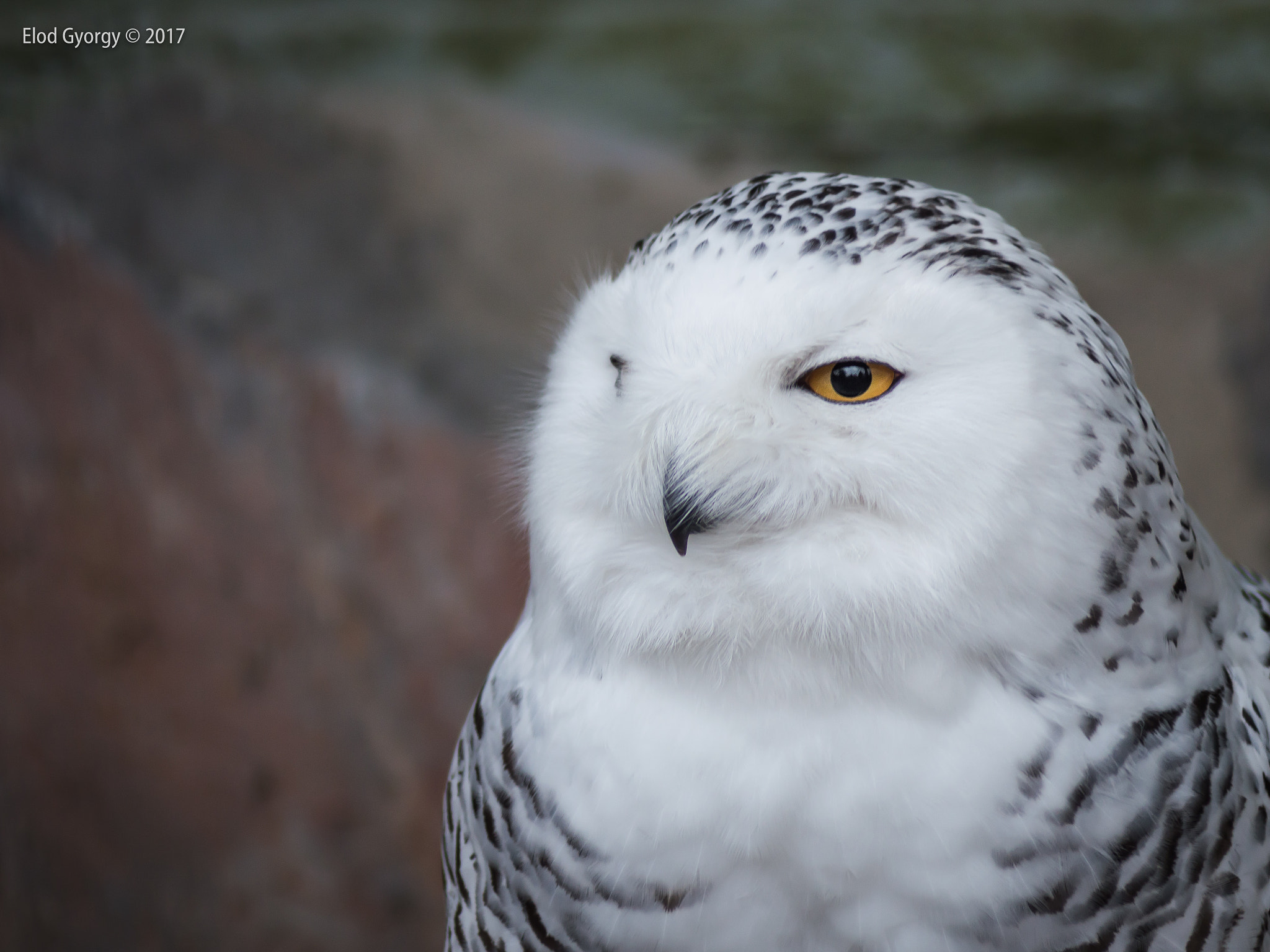 Nikon D3200 sample photo. Snowy photography