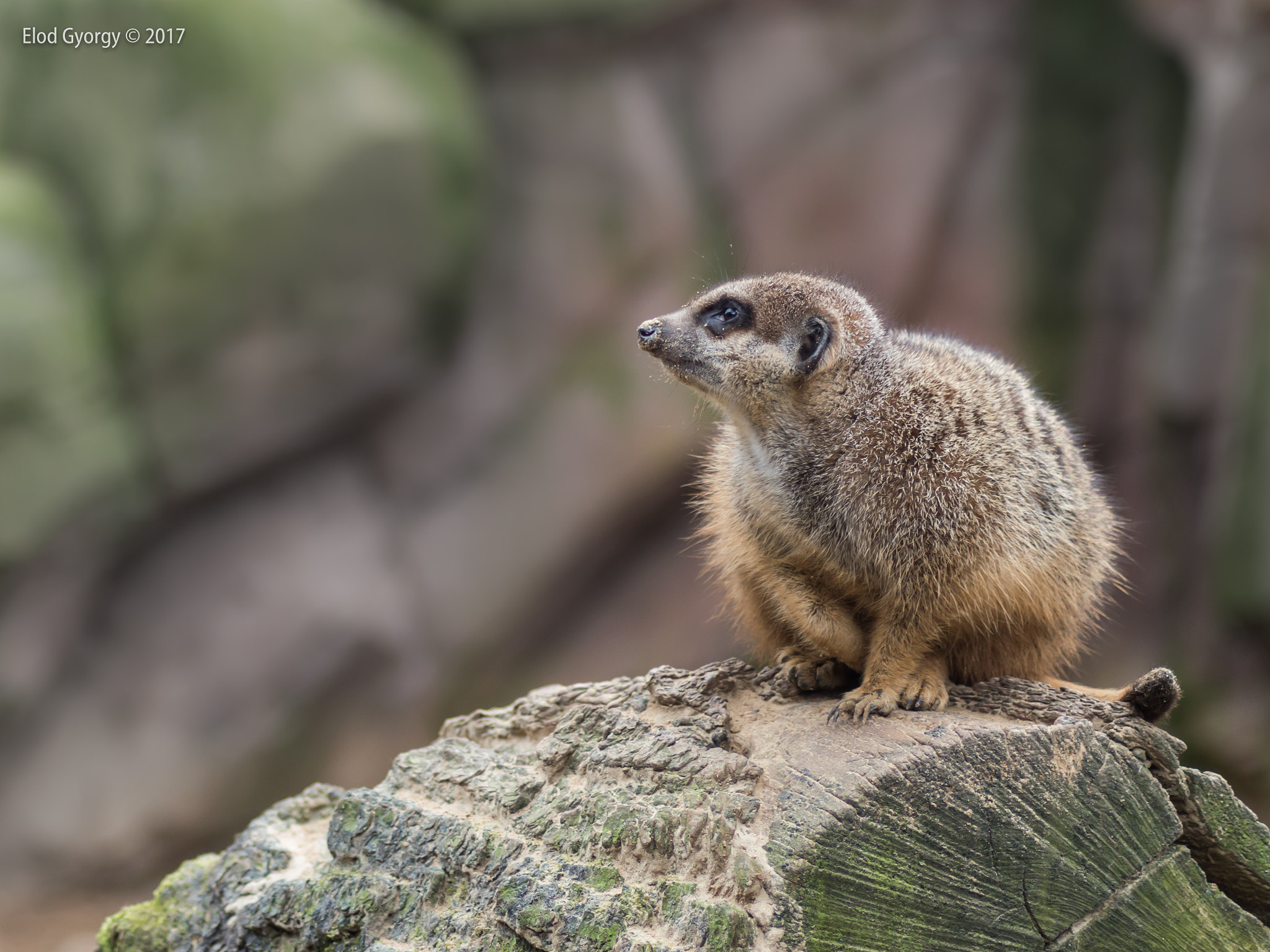 Nikon D3200 sample photo. Meerkat photography