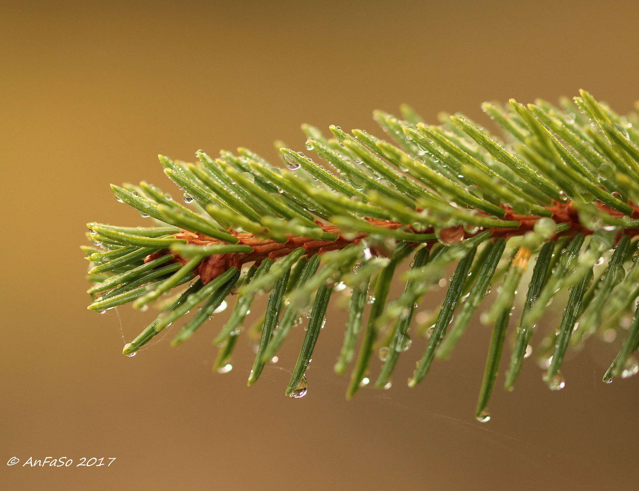 Sigma 105mm F2.8 EX DG OS HSM sample photo. Gocce photography
