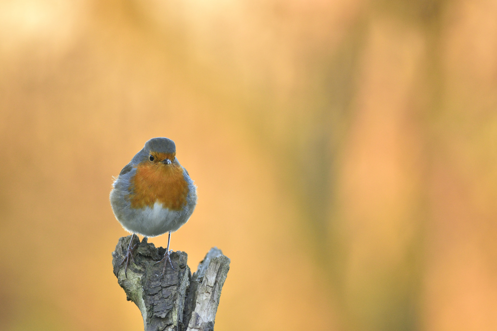 Nikon D7200 sample photo. Robin. photography