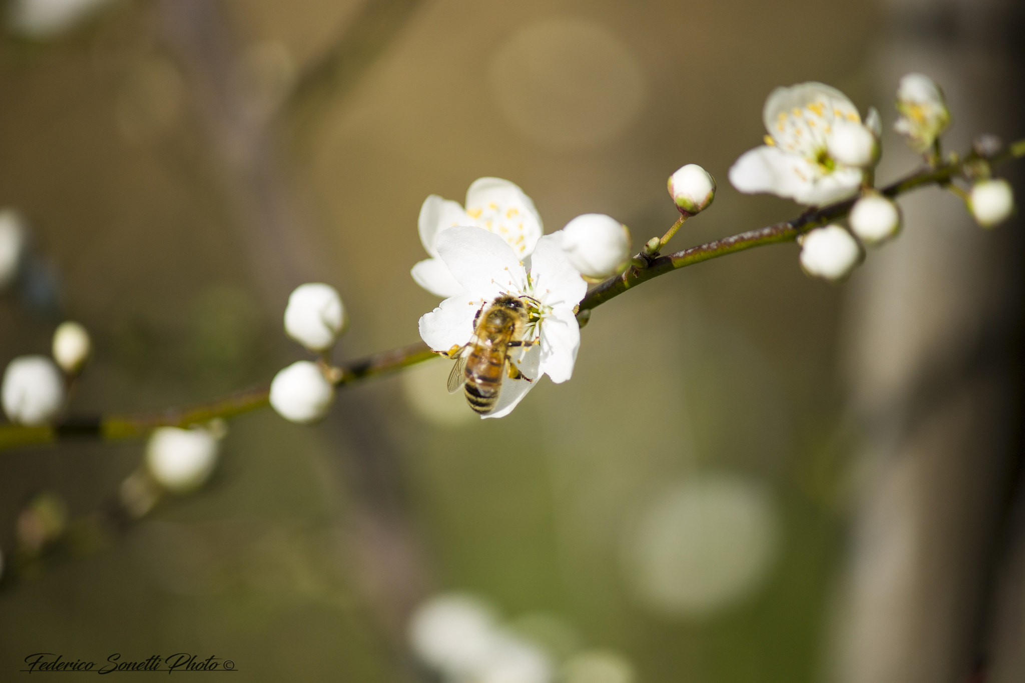 Canon EF-S 55-250mm F4-5.6 IS sample photo. Nature. photography