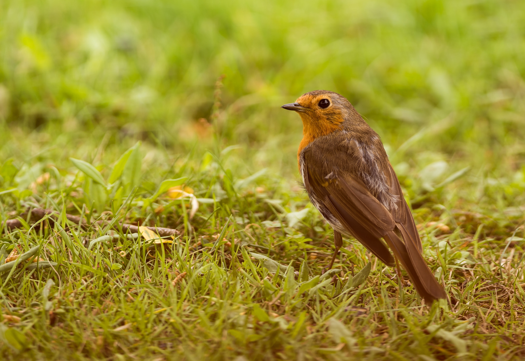 Nikon D810 + Nikon AF-S Nikkor 300mm F4D ED-IF sample photo. Robin (erithacus rubecula) photography