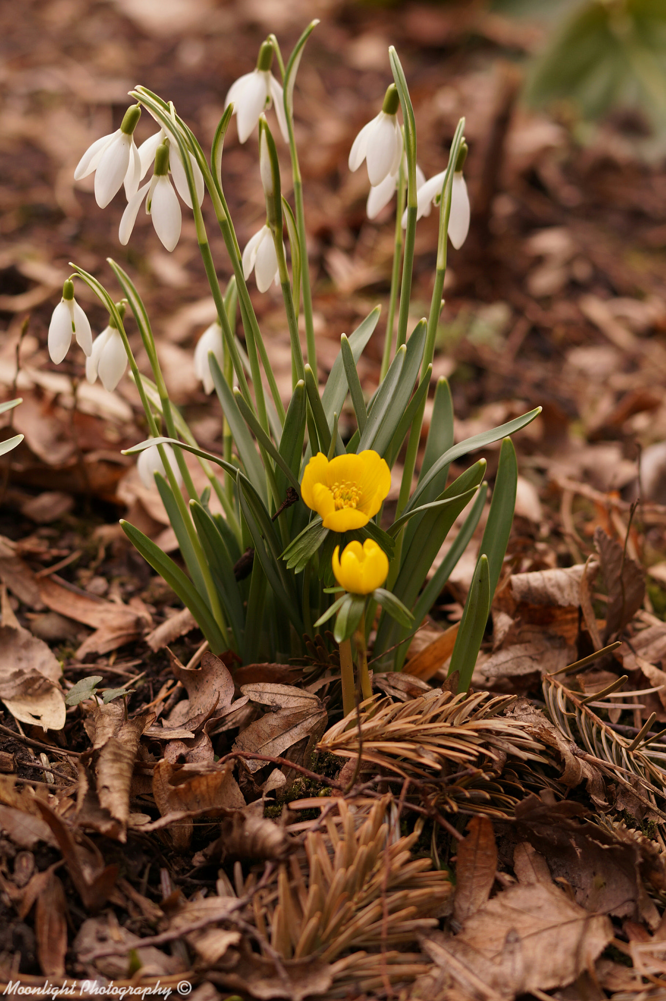 Sony SLT-A58 + Sony 50mm F1.4 sample photo. Hurra,es wird frühling  photography