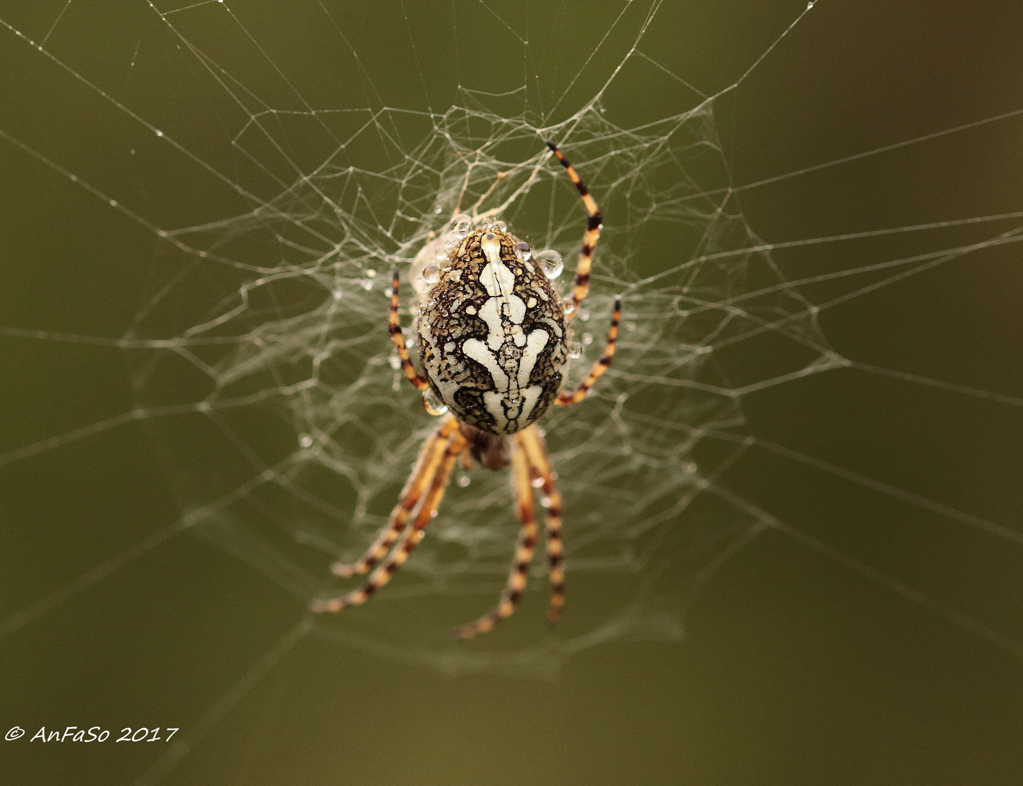 Canon EOS 70D + Sigma 105mm F2.8 EX DG OS HSM sample photo. Ragno - spider photography