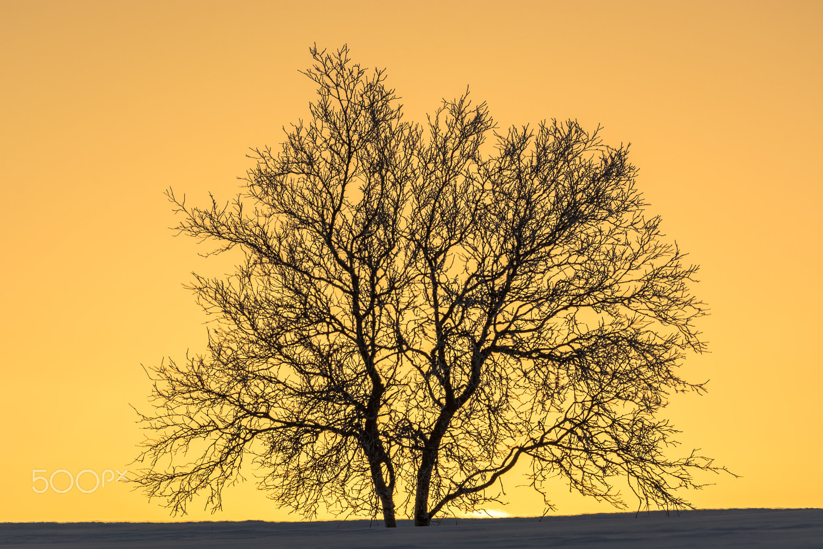 Nikon D7100 + Sigma 120-400mm F4.5-5.6 DG OS HSM sample photo. Lonely tree in the sunset (close) photography