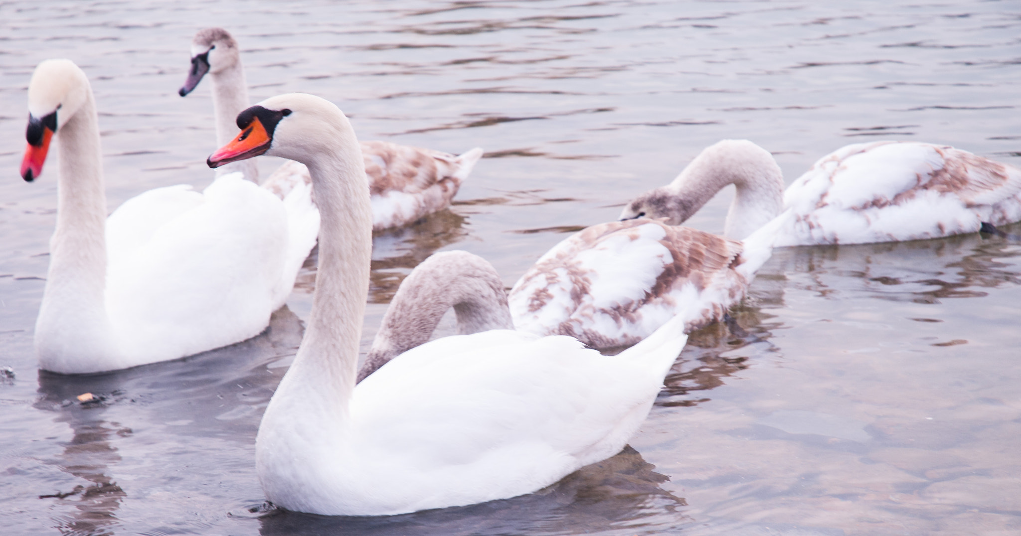 Nikon D300 sample photo. Swan photography