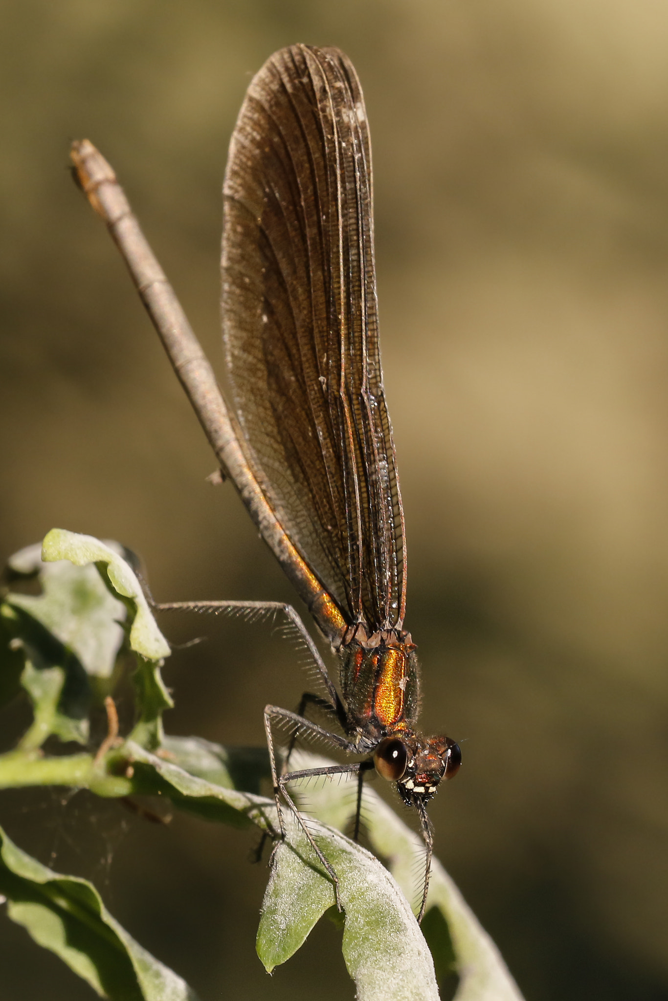 Sigma 150mm f/2.8 EX DG OS HSM APO Macro sample photo. Dragonfly photography