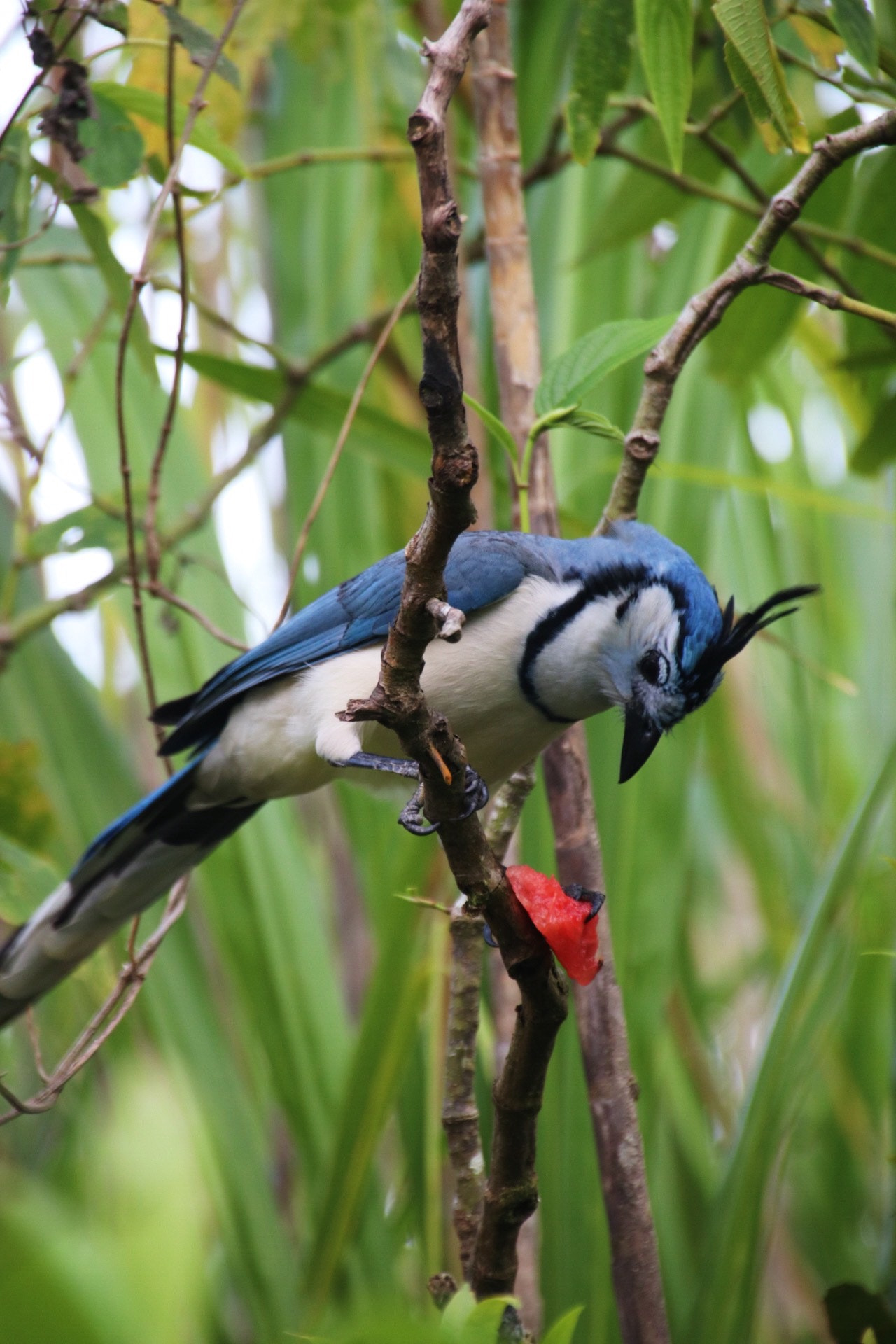 Sigma 18-250mm F3.5-6.3 DC OS HSM sample photo. Blue jay stole our watermelon photography