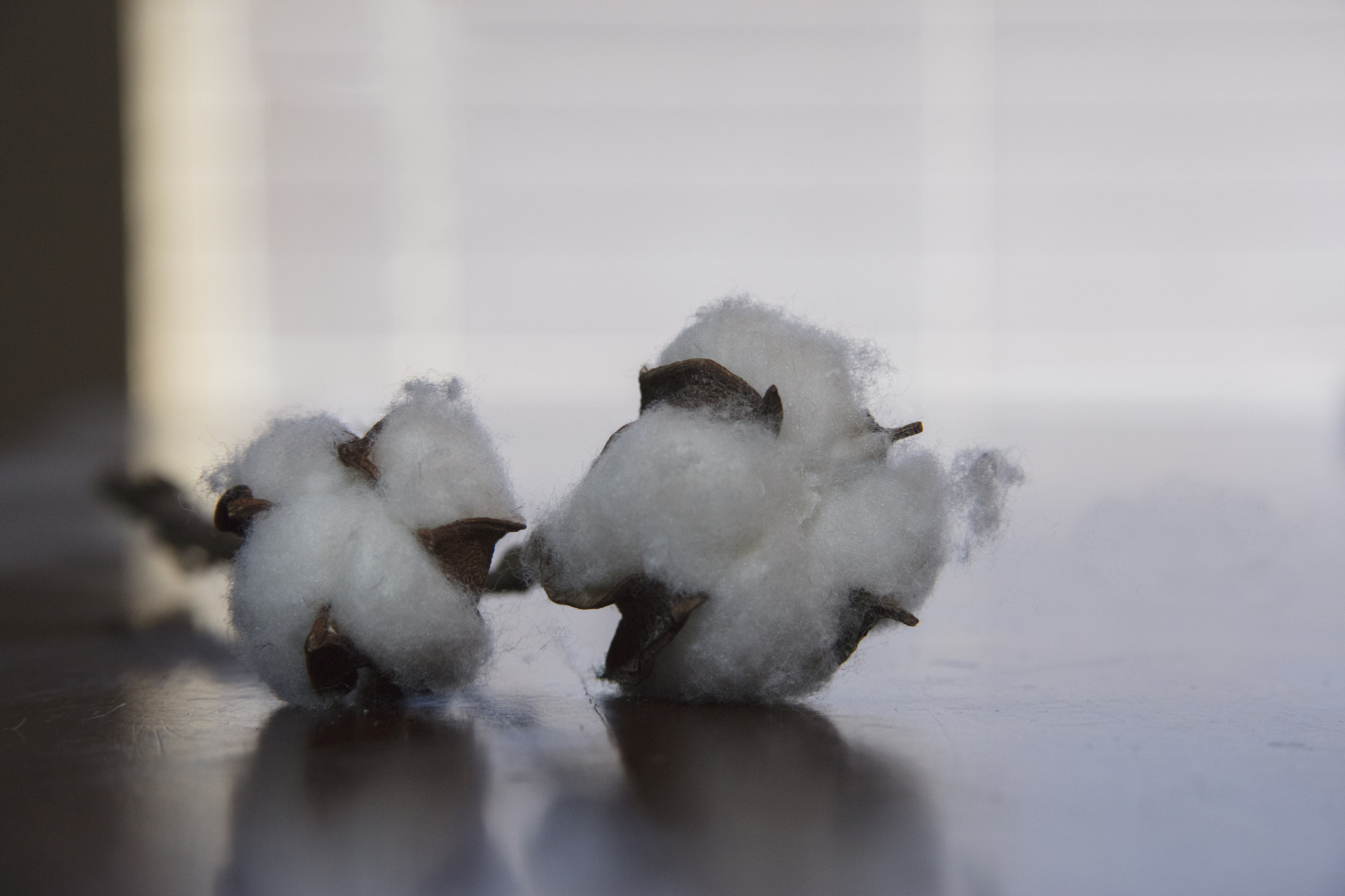 Canon EOS 5DS R sample photo. Cotton plant flower photography