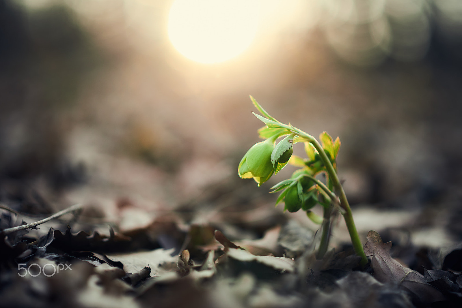 Nikon D610 + Nikon AF-S Nikkor 85mm F1.8G sample photo. Helleborus odorus photography