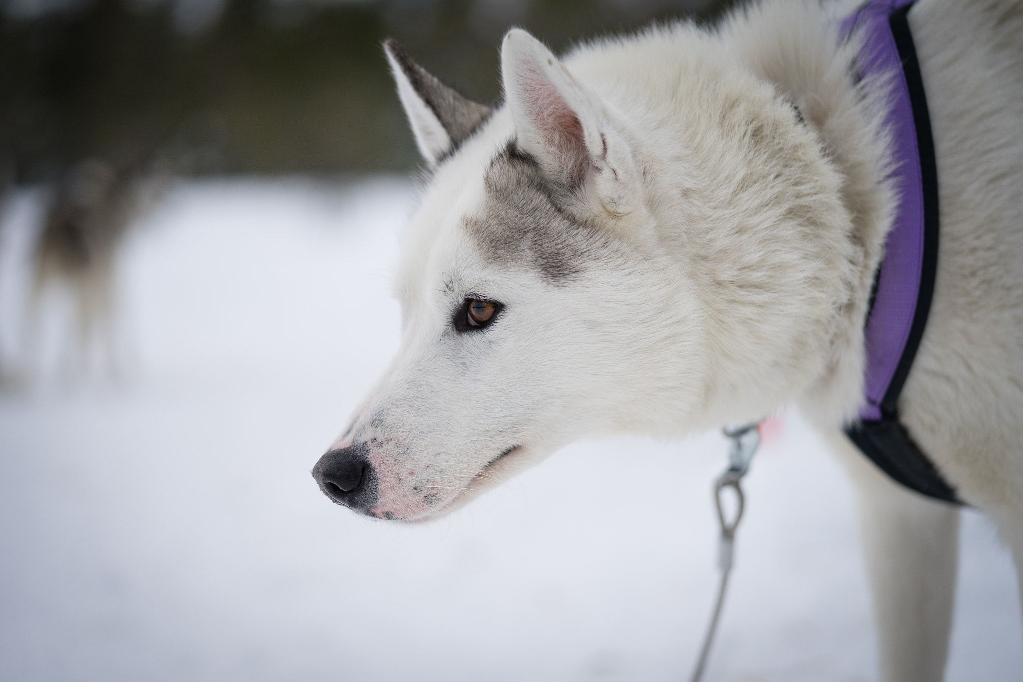 Sony a7 + Sony FE 90mm F2.8 Macro G OSS sample photo. Huskies photography