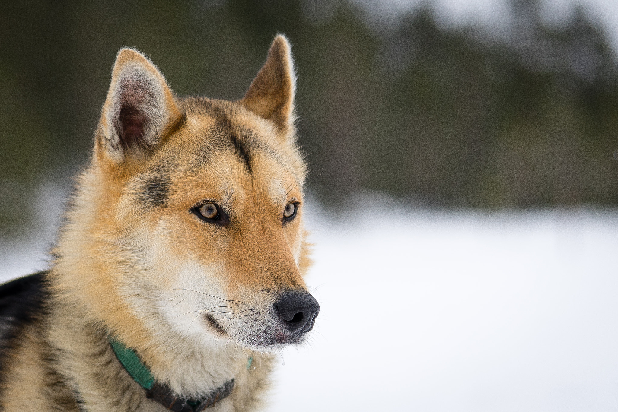 Sony a7 + Sony FE 90mm F2.8 Macro G OSS sample photo. Huskies photography