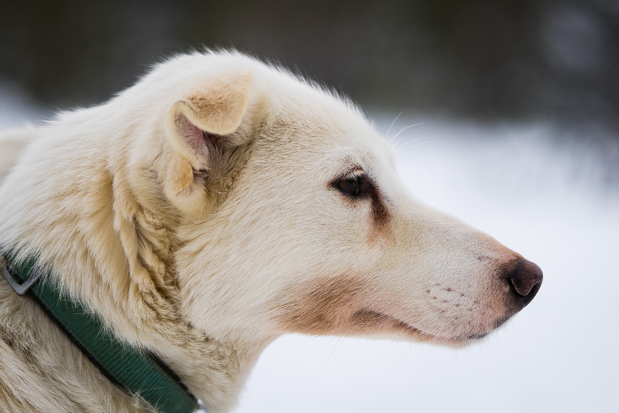 Sony a7 + Sony FE 90mm F2.8 Macro G OSS sample photo. Huskies photography