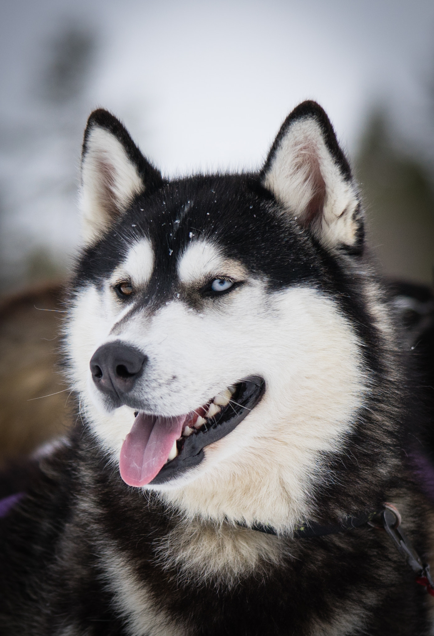 Sony a7 + Sony FE 90mm F2.8 Macro G OSS sample photo. Huskies photography