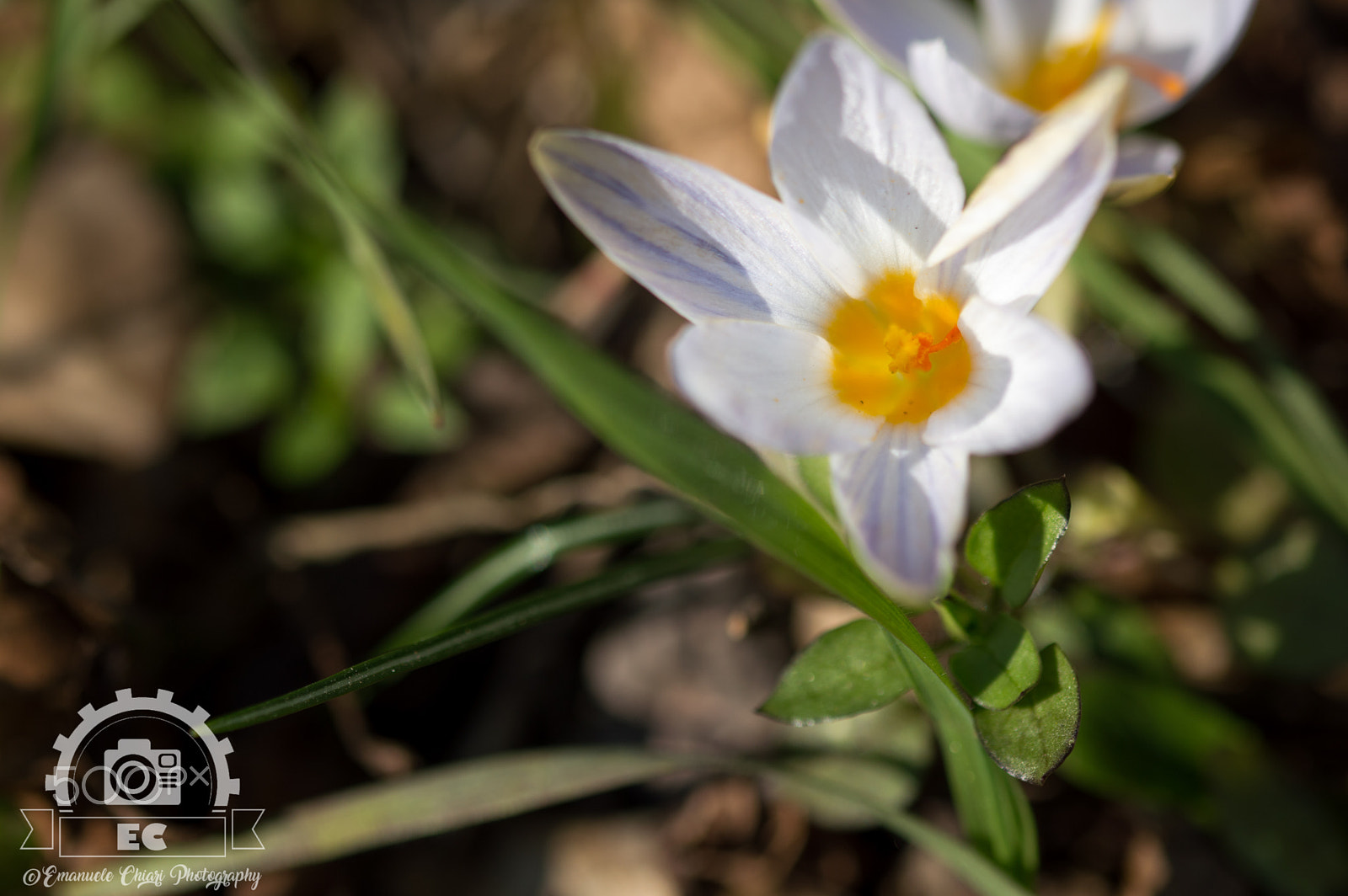 Sigma 105mm F2.8 EX DG OS HSM sample photo. Primavera photography