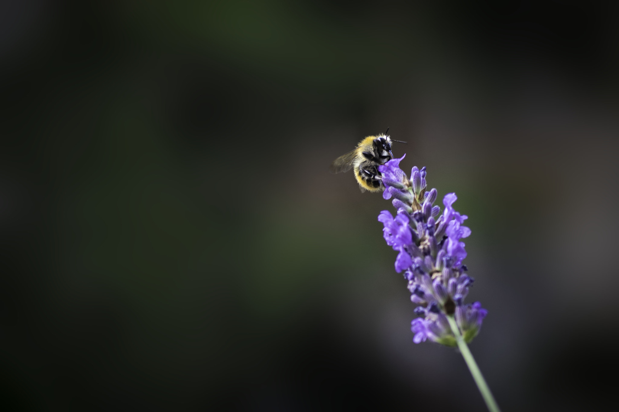 Pentax K-3 + Tamron SP AF 90mm F2.8 Di Macro sample photo. Nectar photography